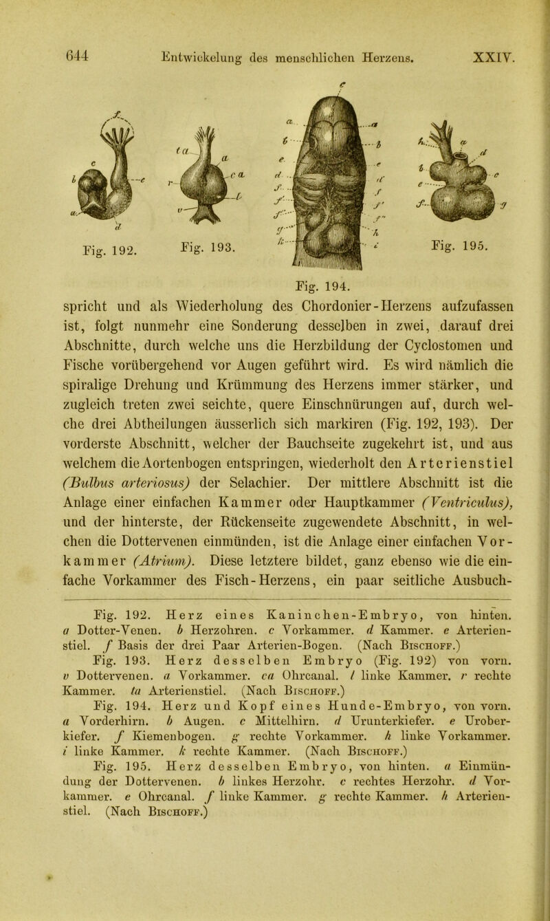 c Eig. 194. spricht und als Wiederholung des Chordonier-Herzens aufzufassen ist, folgt nunmehr eine Sonderung desselben in zwei, darauf drei Abschnitte, durch welche uns die Herzbildung der Cyclostomen und Fische vorübergehend vor Augen geführt wird. Es wird nämlich die spiralige Drehung und Krümmung des Herzens immer stärker, und zugleich treten zwei seichte, quere Einschnürungen auf, durch wel- che drei Abtheilungen äusserlich sich markiren (Eig. 192, 193). Der vorderste Abschnitt, welcher der Bauchseite zugekehrt ist, und aus welchem die Aortenbogen entspringen, wiederholt den Arterienstiel (Bulbus arteriosus) der Selachier. Der mittlere Abschnitt ist die Anlage einer einfachen Kammer oder Hauptkammer (Ventriculus), und der hinterste, der Rückenseite zugewendete Abschnitt, in wel- chen die Dottervenen einmünden, ist die Anlage einer einfachen Vor- kammer (Atrium). Diese letztere bildet, ganz ebenso wie die ein- fache Vorkammer des Fisch-Herzens, ein paar seitliche Ausbuch- Fig. 192. Herz eines Kaninchen-Embryo, von hinten. a Dotter-Venen, b Herzohren. c Vorkammer, d Kammer, e Arterien- stiel. f Basis der drei Paar Arterien-Bogen. (Nach Bischoff.) Fig. 193. Herz desselben Embryo (Fig. 192) von vorn. v Dottervenen, a Vorkammer, ca Ohrcanal. / linke Kammer, r rechte Kammer, tu Arterienstiel. (Nach Bischoff.) Fig. 194. Herz und Kopf eines Hund e-Embry o, von vorn. a Vorderhirn. b Augen, c Mittelhirn, d Urunterkiefer. e Urober- kiefer. f Kiemenbogen. g rechte Vorkammer, h linke Vorkammer. i linke Kammer, k rechte Kammer. (Nach Bischoff.) Fig. 195. Herz desselben Embryo, von hinten, a Einmün- dung der Dottervenen, b linkes Herzohr. c rechtes Herzohr. d Vor- kammer. e Ohrcanal, f linke Kammer, g rechte Kammer, h Arterien- stiel. (Nach Bischoff.)