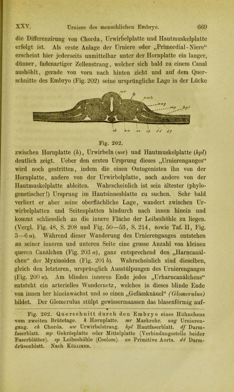 die Differenzirung von Chorda, Urwirb eiplatte und Hautmuskelplatte erfolgt ist. Als erste Anlage der Urniere oder „Primordial-Niere“ erscheint hier jedcrseits unmittelbar unter der Hornplatte ein langer, dünner, fadenartiger Zellenstrang, welcher sich bald zu einem Canal aushöhlt, gerade von vorn nach hinten zieht und auf dem Quer- schnitte des Embryo (Fig. 202) seine ursprüngliche Lage in der Lücke Eig. 202. zwischen Hornplatte (h), Urwirbeln (uw) und Hautmuskelplatte (hpl) deutlich zeigt. Ueber den ersten Ursprung dieses „Urnierenganges“ wird noch gestritten, indem die. einen Ontogenisten ihn von der Hornplatte, andere von der Urwirb eiplatte, noch andere von der Hautmuskelplatte ableiten. Wahrscheinlich ist sein ältester (phylo- genetischer!) Ursprung im Hautsinnesblatte zu suchen. Sehr bald verliert er aber seine oberflächliche Lage, wandert zwischen Ur- wirbelplatten und Seitenplatten hindurch nach innen hinein und kommt schliesslich an die innere Fläche der Leibeshöhle zu liegen. (Vergl. Fig. 48, S. 208 und Fig. 50—53, S. 214, sowie Taf. II, Fig. 3—6 u). Während dieser Wanderung des Urnierenganges entstehen an seiner inneren und unteren Seite eine grosse Anzahl von kleinen queren Canälchen (Fig. 203 a), ganz entsprechend den „Harncanäl- chen“ der Myxinoiden (Fig. 201 b). Wahrscheinlich sind dieselben, gleich den letzteren, ursprünglich Ausstülpungen des Urnierenganges (Fig. 200 u). Am blinden inneren Ende jedes „Urharncanälchens“ entsteht ein arterielles Wundernetz, welches in dieses blinde Ende von innen her hineinwächst und so einen „Gefässknäuel“ (Glomerulus) bildet. Der Glomerulus stülpt gewissermaassen das blasenförmig auf- * — Eig. 202. Querschnitt durch den Embryo eines Hühnchens vom zweiten Brütetage, h Hornplatte, inr Markrohr, ung Urnieren- gang. c/i Chorda, uiu Urwirbelsträng. ///>/ Hautfaserblatt, df Darm- faserblatt. mp Gekrösplatte oder Mittelplatte (Verbindungsstelle beider Easerblätter). sp Leibeshöhle (Coelom). ao Primitive Aorta, dd Darm- drüsenblatt. Nach Kölliker.