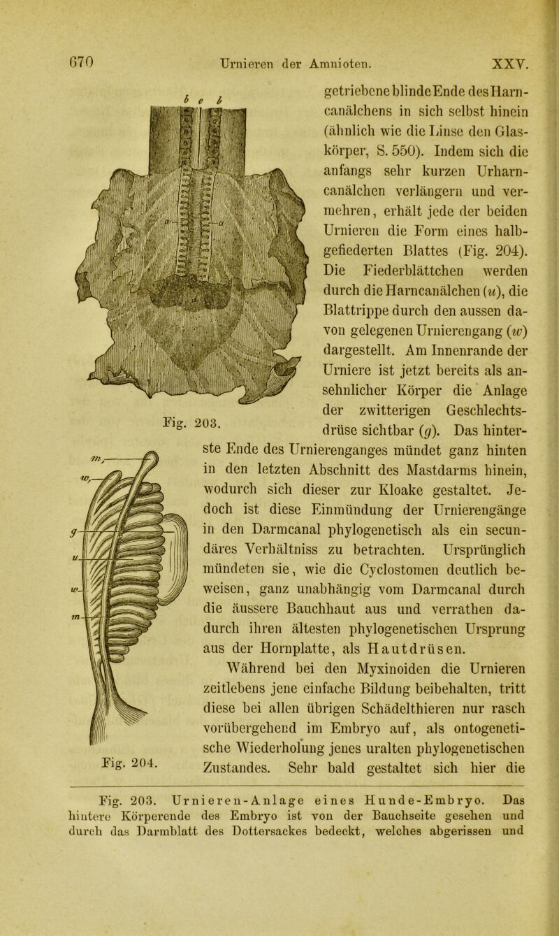Fi °* -L iö. 203 Pi fr JÖ‘ 204. getriebene blindeEnde des Ham- canälchens in sich selbst hinein (ähnlich wie die Linse den Glas- körper, S. 550). Indem sich die anfangs sehr kurzen Urharn- canälchen verlängern und ver- mehren , erhält jede der beiden Urnieren die Form eines halb- gefiederten Blattes (Fig. 204). Die Fiederblättchen werden durch die Harncanälchen {u), die Blattrippe durch den aussen da- von gelegenen Urnierengang (w) dargestellt. Am Innenrande der Urniere ist jetzt bereits als an- sehnlicher Körper die Anlage der zwitterigen Geschlechts- drüse sichtbar (g). Das hinter- ste Ende des Urnierenganges mündet ganz hinten in den letzten Abschnitt des Mastdarms hinein, wodurch sich dieser zur Kloake gestaltet. Je- doch ist diese Einmündung der Urnierengänge in den Darmcanal phylogenetisch als ein secun- däres Verhältniss zu betrachten. Ursprünglich mündeten sie, wie die Cyclostomen deutlich be- weisen, ganz unabhängig vom Darmcanal durch die äussere Bauchhaut aus und verrathen da- durch ihren ältesten phylogenetischen Ursprung aus der Horn platte, als Hautdrüsen. Während bei den Myxinoiden die Urnieren zeitlebens jene einfache Bildung beibehalten, tritt diese bei allen übrigen Schädelthieren nur rasch vorübergehend im Embryo auf, als ontogeneti- sche Wiederholung jenes uralten phylogenetischen Zustandes. Sehr bald gestaltet sich hier die Fig. 203. Urnieren-Anlage eines Hunde-Embryo. Das hintere Körperende des Embryo ist von der Bauchseite gesehen und durch das Darmblatt des Dottersackes bedeckt, welches abgerissen und