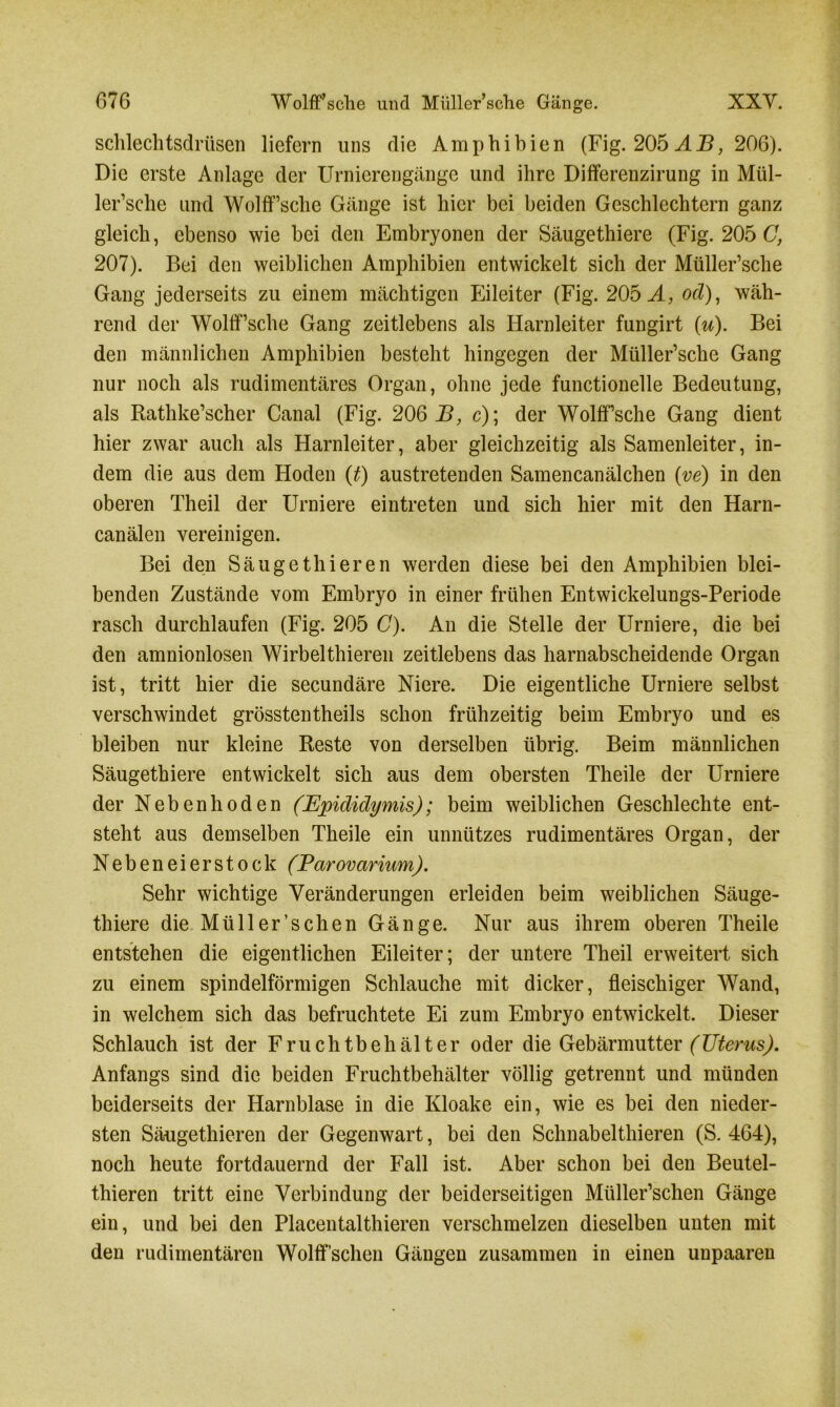 schlechtsdrüsen liefern uns die Amphibien (Fig. 205 AB, 206). Die erste Anlage der Urnierengänge und ihre Differenzirung in Mül- ler’sche und Wolff’sche Gänge ist hier bei beiden Geschlechtern ganz gleich, ebenso wie bei den Embryonen der Säugethiere (Fig. 205 C, 207). Bei den weiblichen Amphibien entwickelt sich der Müller’sche Gang jederseits zu einem mächtigen Eileiter (Fig. 205 A, ocl), wäh- rend der Wolff’sche Gang zeitlebens als Harnleiter fungirt (u). Bei den männlichen Amphibien besteht hingegen der Müller’sche Gang nur noch als rudimentäres Organ, ohne jede functionelle Bedeutung, als Rathke’scher Canal (Fig. 206 B, c); der Wolff’sche Gang dient hier zwar auch als Harnleiter, aber gleichzeitig als Samenleiter, in- dem die aus dem Hoden (t) austretenden Samencanälchen (ve) in den oberen Theil der Urniere eintreten und sich hier mit den Harn- canälen vereinigen. Bei den Säugethieren werden diese bei den Amphibien blei- benden Zustände vom Embryo in einer frühen Entwickelungs-Periode rasch durchlaufen (Fig. 205 C). An die Stelle der Urniere, die bei den amnionlosen Wirbelthieren zeitlebens das harnabscheidende Organ ist, tritt hier die secundäre Niere. Die eigentliche Urniere selbst verschwindet grösstentheils schon frühzeitig beim Embryo und es bleiben nur kleine Reste von derselben übrig. Beim männlichen Säugethiere entwickelt sich aus dem obersten Theile der Urniere der Nebenhoden (Epididymis); beim weiblichen Geschlechte ent- steht aus demselben Theile ein unnützes rudimentäres Organ, der Nebeneierstock (Parovarium). Sehr wichtige Veränderungen erleiden beim weiblichen Säuge- thiere die Müll er’sehen Gänge. Nur aus ihrem oberen Theile entstehen die eigentlichen Eileiter; der untere Theil erweitert sich zu einem spindelförmigen Schlauche mit dicker, fleischiger Wand, in welchem sich das befruchtete Ei zum Embryo entwickelt. Dieser Schlauch ist der Fruchtbehälter oder die Gebärmutter (Uterus). Anfangs sind die beiden Fruchtbehälter völlig getrennt und münden beiderseits der Harnblase in die Kloake ein, wie es bei den nieder- sten Säugethieren der Gegenwart, bei den Schnabelthieren (S. 464), noch heute fortdauernd der Fall ist. Aber schon bei den Beutel- thieren tritt eine Verbindung der beiderseitigen Müller’schen Gänge ein, und bei den Placentalthieren verschmelzen dieselben unten mit den rudimentären Wolff’schen Gängen zusammen in einen unpaaren