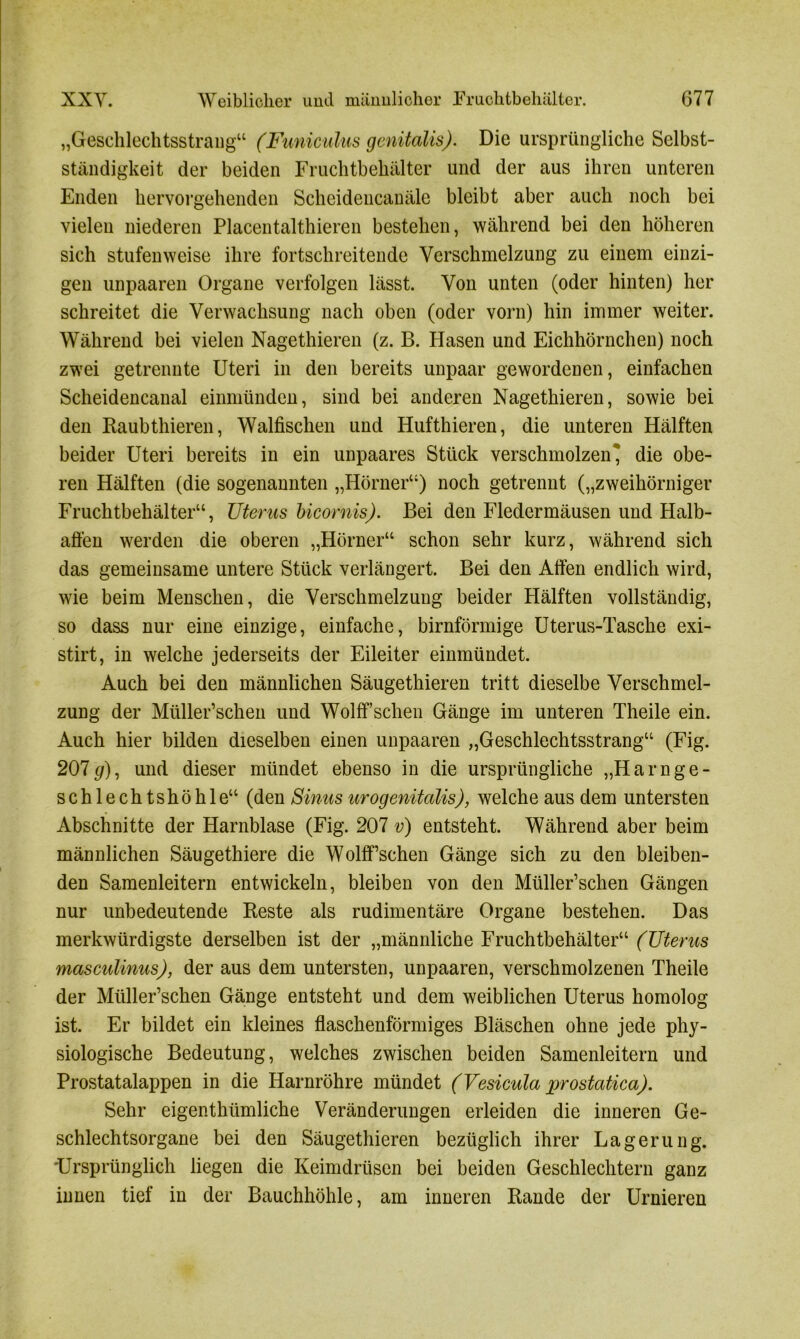„Geschlechtsstrang“ (Funiculus genitalis). Die ursprüngliche Selbst- ständigkeit der beiden Fruchtbehälter und der aus ihren unteren Enden hervorgehenden Scheideucanäle bleibt aber auch noch bei vielen niederen Placentalthieren bestehen, während bei den höheren sich stufenweise ihre fortschreitende Verschmelzung zu einem einzi- gen unpaaren Organe verfolgen lässt. Von unten (oder hinten) her schreitet die Verwachsung nach oben (oder vorn) hin immer weiter. Während bei vielen Nagethieren (z. B. Hasen und Eichhörnchen) noch zwei getrennte Uteri in den bereits unpaar gewordenen, einfachen Scheidencanal einmünden, sind bei anderen Nagethieren, sowie bei den Raubthieren, Walfischen und Hufthieren, die unteren Hälften beider Uteri bereits in ein unpaares Stück verschmolzen’ die obe- ren Hälften (die sogenannten „Hörner“) noch getrennt („zweihörniger Fruchtbehälter“, Uterus bicornis). Bei den Fledermäusen und Halb- affen werden die oberen „Hörner“ schon sehr kurz, während sich das gemeinsame untere Stück verlängert. Bei den Alfen endlich wird, wie beim Menschen, die Verschmelzung beider Hälften vollständig, so dass nur eine einzige, einfache, bimförmige Uterus-Tasche exi- stirt, in welche jederseits der Eileiter einmündet. Auch bei den männlichen Säugethieren tritt dieselbe Verschmel- zung der Müller’schen und WolfFschen Gänge im unteren Theile ein. Auch hier bilden dieselben einen unpaaren „Geschlechtsstrang“ (Fig. 207(/), und dieser mündet ebenso in die ursprüngliche „Harnge- schlechtshöhle“ (den Sinus urogenitalis), welche aus dem untersten Abschnitte der Harnblase (Fig. 207 v) entsteht. Während aber beim männlichen Säugethiere die Wolff’schen Gänge sich zu den bleiben- den Samenleitern entwickeln, bleiben von den Müller’schen Gängen nur unbedeutende Reste als rudimentäre Organe bestehen. Das merkwürdigste derselben ist der „männliche Fruchtbehälter“ (Uterus masculinus), der aus dem untersten, unpaaren, verschmolzenen Theile der Müller’schen Gänge entsteht und dem weiblichen Uterus homolog ist. Er bildet ein kleines flaschenförmiges Bläschen ohne jede phy- siologische Bedeutung, welches zwischen beiden Samenleitern und Prostatalappen in die Harnröhre mündet (Vesicula prostatica). Sehr eigenthümliche Veränderungen erleiden die inneren Ge- schlechtsorgane bei den Säugethieren bezüglich ihrer Lagerung. 'Ursprünglich liegen die Keimdrüsen bei beiden Geschlechtern ganz innen tief in der Bauchhöhle, am inneren Rande der Urnieren