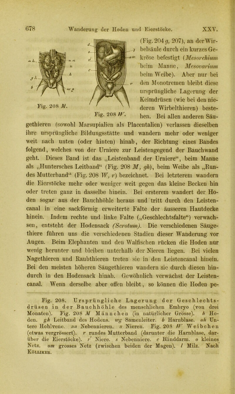 Fig. 208 M. Eig. 208 W. (Fig. 204g, 207), an derWir- belsäule durch ein kurzes Ge- kröse befestigt (Mesorchium beim Manne, Mesovarium beim Weibe). Aber nur bei den Monotremen bleibt diese ursprüngliche Lagerung der Keimdrüsen (wie bei den nie- deren Wirbelthieren) beste- hen. Bei allen anderen Säu- gethieren (sowohl Marsupialien als Placentalien) verlassen dieselben ihre ursprüngliche Bildungsstätte und wandern mehr oder weniger weit nach unten (oder hinten) hinab, der Richtung eines Bandes folgend, welches von der Urniere zur Leistengegend der Bauchwand geht. Dieses Band ist das ,,Leistenband der Urniere“, beim Manne als „Huntersches Leitband“ (Fig. 208 M, gli), beim Weibe als „Run- des Mutterband“ (Fig. 208 W, r) bezeichnet. Bei letzterem wandern die Eierstöcke mehr oder weniger weit gegen das kleine Becken hin oder treten ganz in dasselbe hinein. Bei ersterem wandert der Ho- den sogar aus der Bauchhöhle heraus und tritt durch den Leisten- canal in eine sackförmig erweiterte Falte der äusseren Hautdecke hinein. Indem rechte und linke Falte („Geschlechtsfalte“) verwach- sen, entsteht der Hodensack (Scrotum). Die verschiedenen Säuge- thiere führen uns die verschiedenen Stadien dieser Wanderung vor Augen. Beim Elephanten und den Walfischen rücken die Hoden nur wenig herunter und bleiben unterhalb der Nieren liegen. Bei vielen Nagethieren und Raubthieren treten sie in den Leistencanal hinein. Bei den meisten höheren Säugethieren wandern sie durch diesen hin- durch in den Hodensack hinab. Gewöhnlich verwächst der Leisten- canal. Wenn derselbe aber offen bleibt, so können die Hoden pe- Fig. 208. Ursprüngliche Lagerung der Geschlechts- drüsen in der Bauchhöhle des menschlichen Embryo (vou drei Monaten). Fig. 208 M Männchen (in natürlicher Grösse). h Ho- den. gh Leitband des Hodens, wg Samenleiter, b Harnblase, uh Un- tere Hohlvene, nn Nebennieren, n Nieren. Fig. 208 //’ AVeibchen (etwas vergrössert). r rundes Mutterband (darunter die Harnblase, dar- über die Eierstöcke), r Niere, s Nebenniere, c Blinddarm, o kleines Netz, om grosses Netz (zwischen beiden der Magen). / Milz. Nach Köllikeb.