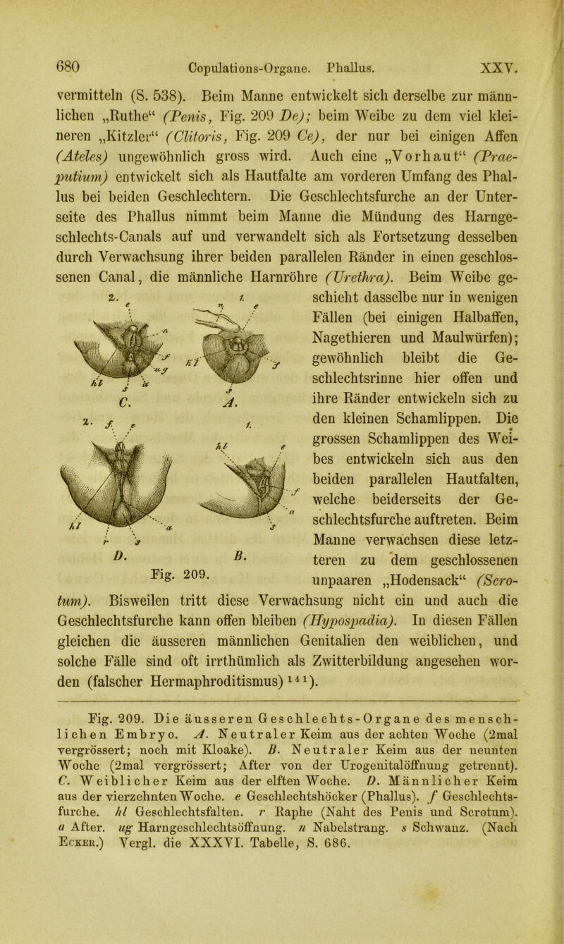 vermitteln (S. 538). Beim Manne entwickelt sich derselbe zur männ- lichen „Ruthe“ (Penis, Fig. 209 Be); beim Weibe zu dem viel klei- neren „Kitzler“ (Clitoris, Fig. 209 Ce), der nur bei einigen Affen (Ateles) ungewöhnlich gross wird. Auch eine „Vorhaut“ (Prae- putium) entwickelt sich als Hautfalte am vorderen Umfang des Phal- lus bei beiden Geschlechtern. Die Geschlechtsfurche an der Unter- seite des Phallus nimmt beim Manne die Mündung des Harnge- schlechts-Canals auf und verwandelt sich als Fortsetzung desselben durch Verwachsung ihrer beiden parallelen Ränder in einen geschlos- senen Canal, die männliche Harnröhre (Urethra). Beim Weibe ge- schieht dasselbe nur in wenigen Fällen (bei einigen Halbaffen, Nagethieren und Maulwürfen); gewöhnlich bleibt die Ge- schlechtsrinne hier offen und ihre Ränder entwickeln sich zu den kleinen Schamlippen. Die m grossen Schamlippen des Wei- bes entwickeln sich aus den beiden parallelen Hautfalten, welche beiderseits der Ge- schlechtsfurche auftreten. Beim Manne verwachsen diese letz- teren zu dem geschlossenen unpaaren „Hodensack“ (Sero- tum). Bisweilen tritt diese Verwachsung nicht ein und auch die Geschlechtsfurche kann offen bleiben (Kypospadia). In diesen Fällen gleichen die äusseren männlichen Genitalien den weiblichen, und solche Fälle sind oft irrthümlich als Zwitterbildung angesehen wor- den (falscher Hermaphroditismus)141). Fig. 209. Die äusseren Geschlechts-Organe des mensch- lichen Embryo. A. Neutraler Keim aus der achten Woche (2mal vergrössert; noch mit Kloake). B. Neutraler Keim aus der neunten Woche (2mal vergrössert; After von der Urogenitalöffnung getrennt). C. Weiblicher Keim aus der elften Woche. D. Männlicher Keim aus der vierzehnten Woche, e Geschlechtshöcker (Phallus), f Geschlechts- furche. hl Geschlechtsfalten, r Raphe (Naht des Penis und Scrotum). a After, ug Harngeschlechtsöffnung, n Nabelstrang, s Schwanz. (Nach Ecker.) Vergl. die XXXVI. Tabelle, S. 686.