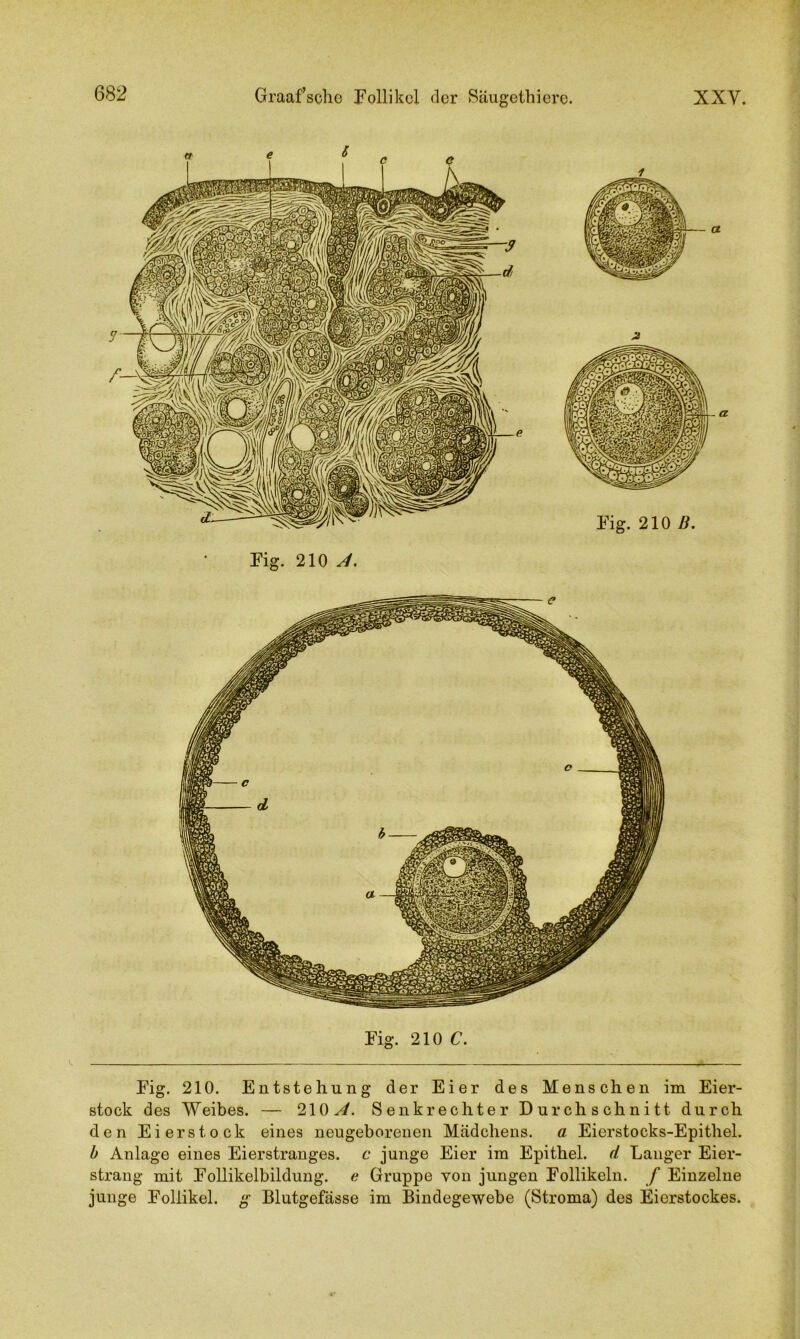 Fig. 210 A. Fig. 210 C. Fig. 210. Entstehung der Eier des Menschen im Eier- stock des Weibes. — 210^. Senkrechter Durchschnitt durch den Eierstock eines neugeborenen Mädchens, a Eierstocks-Epithel. b Anlage eines Eierstranges, c junge Eier im Epithel, d Langer Eier- strang mit Follikelbildung, e Gruppe von jungen Follikeln, f Einzelne junge Follikel, g Blutgefässe im Bindegewebe (Stroma) des Eierstockes.