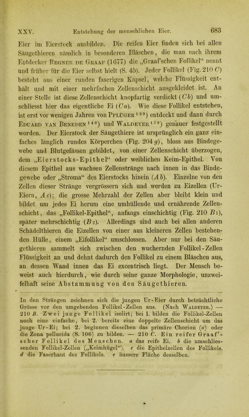 Eier im Eierstock ausbilden. Die reifen Eier finden sich bei allen Säugcthiercn nämlich in besonderen Bläschen, die man nach ihrem Entdecker Regner de Graaf (1677) die „Graaf’schen Follikel“ nennt und früher für die Eier selbst hielt (S. 45). Jeder Follikel (Eig. 210 C) besteht aus einer runden faserigen Kapsel, welche Flüssigkeit ent- hält und mit einer mehrfachen Zellenschicht ausgekleidet ist. An einer Stelle ist diese Zellenschicht knopfartig verdickt (Cb) und um- schliesst hier das eigentliche Ei (Ca). Wie diese Follikel entstehen, ist erst vor wenigen Jahren von Pflüger 139) entdeckt und dann durch Eduard yan Beneden140) und Waldeyer139) genauer festgestellt worden. Der Eierstock der Säugethiere ist ursprünglich ein ganz ein- faches länglich rundes Körperchen (Fig. 204 g), bloss aus Bindege- webe und Blutgefässen gebildet, von einer Zellenschicht überzogen, dem „Eierstocks-Epithel“ oder weiblichen Keim-Epithel. Von diesem Epithel aus wachsen Zellenstränge nach innen in das Binde- gewebe oder „Stroma“ des Eierstocks hinein (Ab). Einzelne von den Zellen dieser Stränge vergrössern sich und werden zu Eizellen (Ur- Eiern, Ac)\ die grosse Mehrzahl der Zellen aber bleibt klein und bildet um jedes Ei herum eine umhüllende und ernährende Zellen- schicht, das „Follikel-Epithel“, anfangs einschichtig (Fig. 210 _Bi), später mehrschichtig (B 2). Allerdings sind auch bei allen anderen Schädelthieren die Eizellen von einer aus kleineren Zellen bestehen- den Hülle, einem „Eifollikel“ umschlossen. Aber nur bei den Säu- gethieren sammelt sich zwischen den wuchernden Follikel - Zellen Flüssigkeit an und dehnt dadurch den Follikel zu einem Bläschen aus, an dessen Wand innen das Ei excentrisch liegt. Der Mensch be- weist auch hierdurch, wie durch seine ganze Morphologie, unzwei- felhaft seine Abstammung von den Säugethieren. In den Strängen zeichnen sich die jungen Ur-Eier durch beträchtliche Grösse vor den umgebenden Follikel-Zellen aus. (Nach Waldeyer.) —• 210 ß. Zwei junge Follikel isolirt; bei 1. bilden die Follikel-Zellen noch eine einfache, bei 2. bereits eine doppelte Zellenschicht um das junge Ur-Ei; bei 2. beginnen dieselben das primäre Chorion (a) oder die Zona pellucida (S. 106) zu bilden. — 210 C. Ein reifer Graaf*- scher Follikel des Menschen, a das reife Ei. b die umschlies- senden Follikel-Zellen („Keimhügel“), c die Epithelzellen des Follikels. d die Faserhaut des Follikels. e äussere Fläche desselben.
