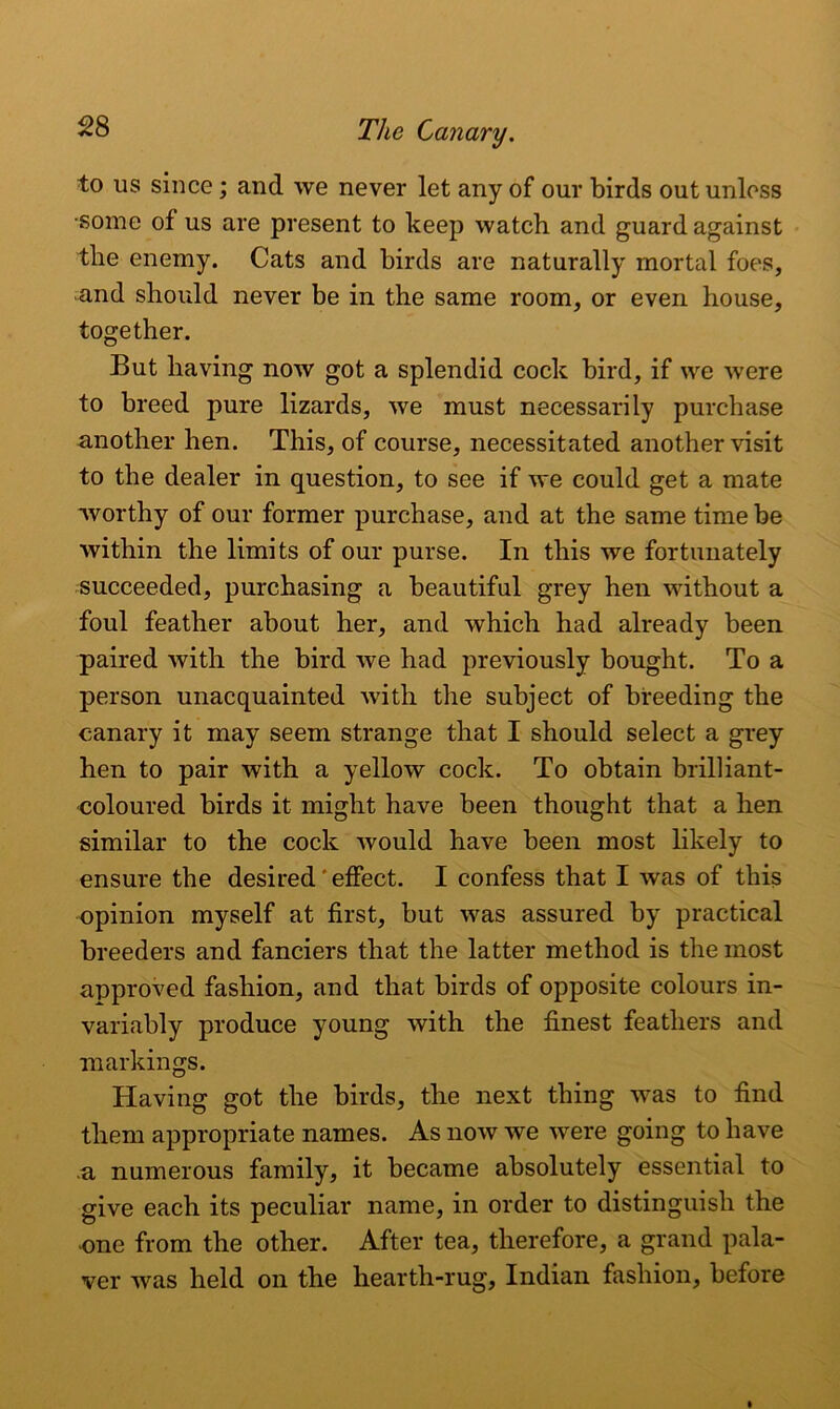 to us since; and we never let any of our birds out unless ■some of us are present to keep watch and guard against the enemy. Cats and birds are naturally mortal foes, and should never be in the same room, or even house, together. But having now got a splendid cock bird, if we were to breed pure lizards, we must necessarily purchase another hen. This, of course, necessitated another visit to the dealer in question, to see if we could get a mate worthy of our former purchase, and at the same time be within the limits of our purse. In this we fortunately succeeded, purchasing a beautiful grey hen without a foul feather about her, and which had already been paired Avith the bird we had previously bought. To a person unacquainted with the subject of breeding the canary it may seem strange that I should select a grey hen to pair with a yellow cock. To obtain brilliant- coloured birds it might have been thought that a hen similar to the cock would have been most likely to ensure the desired'effect. I confess that I was of this opinion myself at first, but was assured by practical breeders and fanciers that the latter method is the most approved fashion, and that birds of opposite colours in- variably produce young with the finest feathers and markings. Having got the birds, the next thing was to find them appropriate names. As now we were going to have a numerous family, it became absolutely essential to give each its peculiar name, in order to distinguish the one from the other. After tea, therefore, a grand pala- ver was held on the hearth-rug, Indian fashion, before