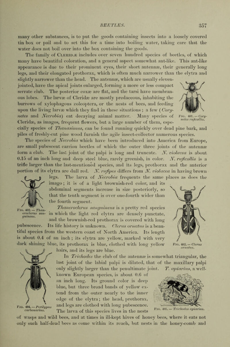 Fig. 401. • Vury- nefes rujicollis. many other substances, is to jiut the goods containing insects into a loosely covered tin box or pail and to set this for a time into boiling water, taking care that the water does not boil over into the box containing the goods. The family of C’LEuiDJi includes over seven hundred sjiecies of beetles, of which many have beautiful coloration, and a general aspect somewhat ant-like. This ant-like appearance is due to their lu'oniiueut eyes, their short anteiime, their generally long legs, and their elongated prothorax, which is often much narrower than the elytra and slightly narrower than the head. The antenme, which are usually eleven- jointed, have the apical joints enlarged, forming a more or less compact serrate club. The posterior coxie are Hat, and the tarsi have membran- ous lobes, d'he larvm of Cleridie are mostly ])redaceous, inhabiting the burrows of xylojjhagous coleoptera, or the nests of bees, and feeding upon the living larvm which they find in these situations ; a few {Corif- ■netes and Necrohiu) eat decaying animal matter. iNIany sj)ecies of Cleridm, as imagos, fixapient flowers, but a large number of them, espe- cially species of Thaaashaas, can be found running quickly over dead ])iue bark, and piles of freshly-cut pine wood furnish the agile insect-collector numerous species. The species of X^ecrohut which have been introduced into America from Eui'ope, are small pubescent carrion beetles of which the outer three joints of the antennai form a club. The la.st joint of the paljii is long and truncate. X. violacea is about U.15 of an inch long and deep steel blue, rarely greenish, in color. X. ruJicolUs is a trifle larger than the last-mentioned species, and its legs, j)rothorax and the anterior portion of its elytra are dull red. X. nijfpes differs from X. violacea in having brown legs. The larva of Xecrobia fixapieiits the same jilaces as does the imago ; it is of a light brownish-red color, and its abdominal segments increase in size ])Osteriorly, so that the tenth segment is over one-fourth wider than the fourth segment. 'Thaneroclerati maguineus is a pretty red species in which the light red elytra are densely punctate, and the brownish-red prothorax is covered with long Its life history is nnknown. ('lenia ornutas is a beau- tiful species from the we.stern coast of Xorth America. Its length is about 0.4 of an inch ; its elytra are yellow, marked with very dark shining blue, its prothora.x is blue, clothed with long yellow hairs, and its legs are blue. In Trichoilet< the club of the antenna' is somewhat triangular, the last joint of the labial paljii is dilated, that of the maxillary palpi only slightly larger than the penultimate joint. 7\ apiarian, a well- known Euro])ean species, is about 0.0 of an inch long. Its ground color is deep blue, but three broad bands of yellow ex- tend from the outer nearly to the innei- edge of the elytra; the head, prothorax, and legs are clothed with long pubescence. The larva of this species lives in the nests of wasps and wild bees, and at times in ill-kept hives of honey bees, where it eats not only such half-dead bees as come within its reach, l)ut nests in the honey-comb and Fig. 402.— Tharir- eroclerus san- (juineus. pubescence. Fig. 403.— Citrus ormitiis. Flo. 404. — Perilypus carbouarius. Fig. 405.— Triciiotles apiarius.