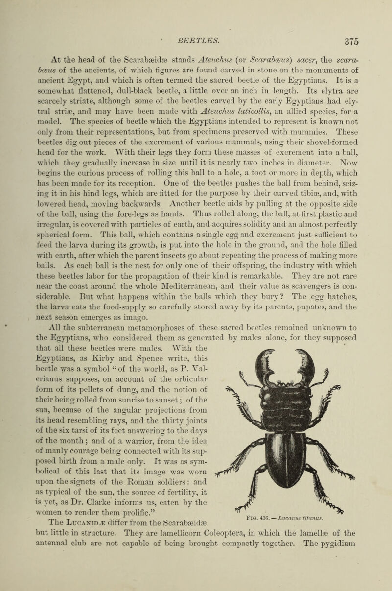 At the head of the Scarabfeidoe stands Ateitckus (or Scarabmis) sacer, the scara- b(eus of the ancients, of which figures are found carved in stone on the monuments of ancient Egyj^t, and which is often termed the sacred beetle of the Egyptians. It is a somewhat flattened, dull-black beetle, a little over an inch in length. Its elytra are scarcely striate, although some of the beetles carved by the early Egyptians had ely- tral stria?, and may have been made w'ith Ateuchus laticollis, an allied S23ecies, for a model. The species of beetle which the Egyptians intended to represent is known not only from their representations, but from specimens preserved with mummies. These beetles dig out pieces of the excrement of various mammals, using their shovel-foianed head for the work. With their legs they form these masses of excrement into a ball, which they gi-adually increase in size until it is nearly two inches in diameter. Now begins the curious process of rolling this ball to a hole, a foot or more in depth, which has been made for its reception. One of the beetles pushes the ball from behind, seiz- ing it in his hind legs, which are fitted for the jJurjJose by their curved tibite, and, with lowered head, moving backwards. Another beetle aids by pulling at the opposite side of the ball, using the fore-legs as hands. Thus rolled along, the ball, at first plastic and irregular, is covered with particles of earth, and acquires solidity and an almost j)erfectly spherical form. This ball, which contains a single egg and excrement just sufficient to feed the larva during its growth, is put into the hole in the ground, and the hole filled with earth, after which the parent insects go about repeating the process of making more balls. As each ball is the nest for only one of their offspring, the industry with which these beetles labor for the propagation of their kind is remarkable. They are not rare near the coast around the wdiole ^Mediterranean, and their value as scavengers is con- siderable. But what happens within the balls which they bury ? The egg hatches, the larva eats the food-supjfiy so carefully stored away by its parents, pupates, and the ne.xt season emerges as imago. All the subterranean metamoiqjhoses of these sacred beetles remained unknown to the Egjqttians, wdio considered them as generated by males alone, for they suj^posed that all these beetles were males. With the Egyptians, as Kirby and Spence write, this beetle was a symbol “of the world, as P. Val- erianus supjjoses, on account of the orbicular form of its i:)ellets of dung, and the notion of their being rolled from sunrise to sunset; of the sun, because of the angular projections from its head resembling rays, and the thirty joints of the six tarsi of its feet answering to the days of the month ; and of a warrior, from the idea of manly courage being connected with its sup- posed birth from a male only. It Avas as sym- bolical of this last that its image was Avoru upon the signets of the Roman soldiers: and as tyjAical of the sun, the source of fertility, it is yet, as Dr. Clarke informs us, eaten by the Avomen to render them jArolific.” The Lucaxid.e differ from the Scarabfeidfe but little in structure. They are lamellicorn Coleoptera, in which the lamella? of the antennal club are not capable of being brought comjAactly together. The pygidium