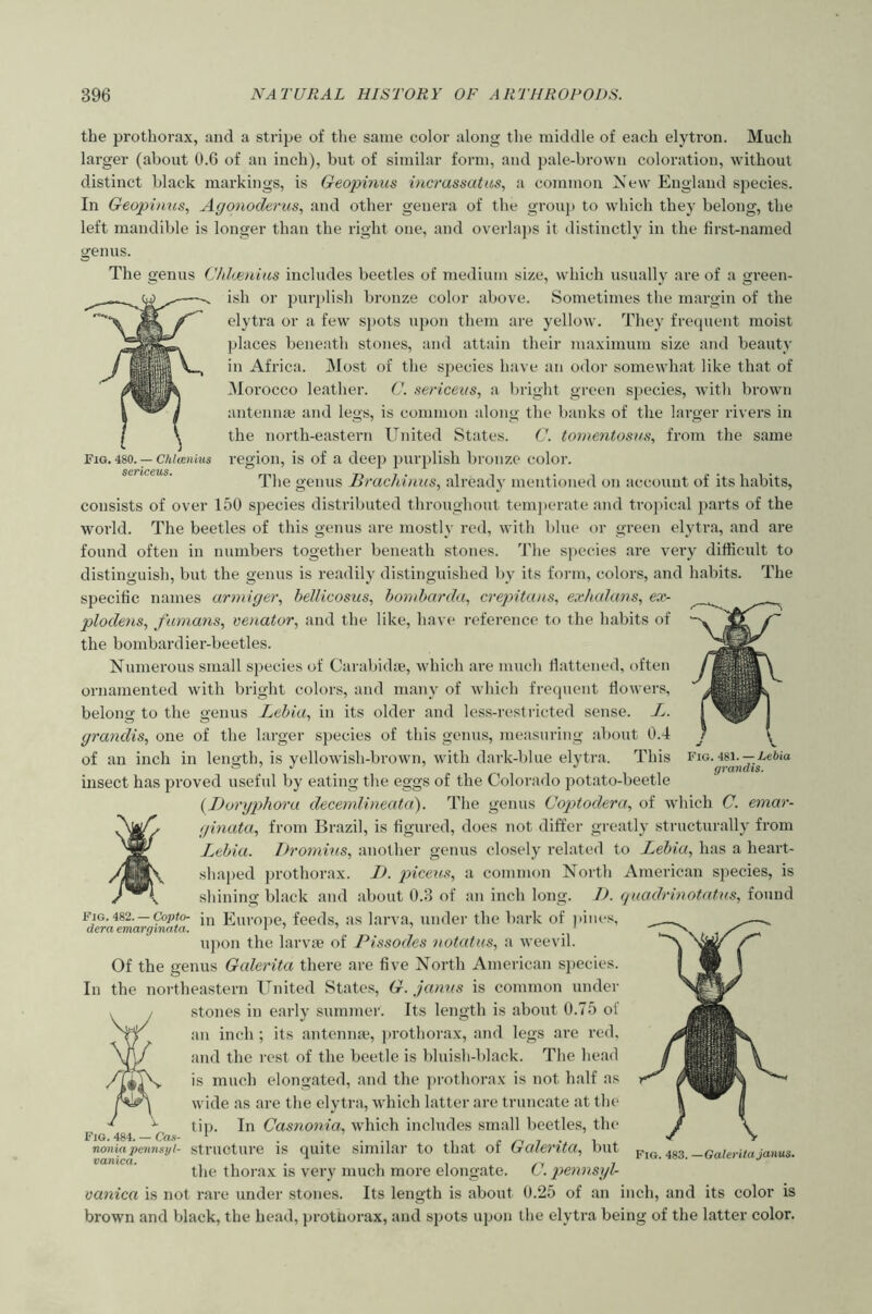 the prothorax, and a stripe of the same color along the middle of each elyti’on. Much larger (about 0.6 of an inch), but of similar form, and pale-brown coloration, without distinct black markings, is Geopinics via'assatus, a common New England species. In Geopimis, Agonodei-tcs, and other genera of the group to which they belong, the left mandible is longer than the right one, and overlaj)S it distinctly in the first-named genus. Fig. 480. — ChUenhis sericeus. The genus Chloinius includes beetles of medium size, which usually are of a gi'een- ish or purplish bronze color above. Sometimes the margin of the elytra or a few spots upon them are yellow. They frequent moist places beneath stones, and attain their maximum size and beauty in Africa. Most of the species have an odor somewhat like that of Morocco leather. G. utriceits, a bright green species, with brown antenna; and legs, is common along the banks of the larger rivers in the north-eastern United States. C. t077tentosN,s, from the same region, is of a deep pur])lish bronze color. The genus Bfachiniis, already mentioned on account of its habits, consists of over 150 species distributed throughout tern])erate and tropical parts of the world. The beetles of this genus are mostly red, with blue or greeii elytra, and are found often in numbers together beneath stones. The s])ecies are very difficult to distinguish, but the genus is readily distinguished by its form, colors, and liabits. The specific names urmige)', hellicosus, bonibcn’da, a'epitans, exiicdans, ex- p>lodens., fumans., Venator, and the like, have reference to the habits of the bombardier-beetles. Numerous small species of Carabid;e, which are much flattened, often ornamented with bright colors, and many of which frequent flowers, belong to the genus Lehia, in its older and less-restricted sense. X. grandis, one of the larger species of this genus, measuring about 0.4 of an inch in length, is yellowish-brown, with dark-blue elytra. This insect has proved useful by eating the eggs of the Colorado potato-beetle {I)o7'ypho7-a decetnlineata). The genus Goptodera, of which G. emar- ginata, from Brazil, is figured, does not differ greatly structurally from Lehia. Dromins, another genus closely related to Lebia, has a heart- shaped prothorax. I>. piceus^, a common North American species, is shining black and about 0.3 of an inch long. 1). fpiadrmotntus, found Fig.482. — Cop/o- Euroiie, feeds, as larva, under the bark of ))iMes, dera emarginata. 177 upon the larvae of Pb^sodes notatus, a weevil. Of the genus Galerita there are five North American species. In the northeastern United States, G. janns is common under stones in early summer. Its length is about 0.75 of an inch ; its antennae, prothorax, and legs are red, and the rest of the beetle is bluish-black. Tlie head is much elongated, and the jirothorax is not half as wide as are the elytra, which latter are truncate at the til). In Ga.mon,ia, which includes small beetles, the Fig. 484. — Cas- * . . noniapmnsyl- structure IS quitc Similar to that of Gcilei'tta, but the thorax is very much more elongate. G. j>emisyl- vanica is not rare under stones. Its length is about 0.25 of an inch, and its color is brown and black, the head, prothorax, and spots upon the elytra being of the latter color. Fig. 481. — Aeftia grandis. Fig. 483. —Galerita Janus.