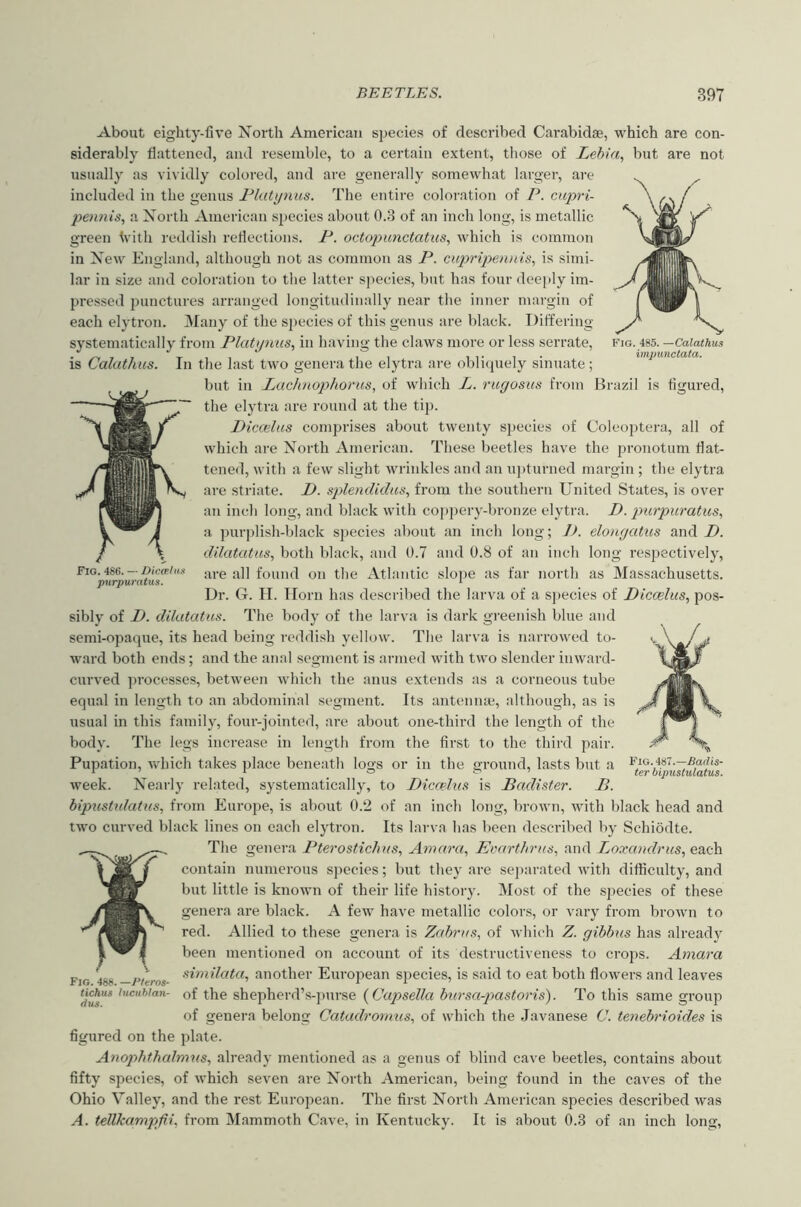 Fig. 485. —Calathus imjnmctata. Fig. 486. — Diccelus purpuratus. About eighty-five North American S2jecies of described Carabidae, which are con- siderably flattened, and resemble, to a certain extent, those of Lehia, but are not usually as vividly colored, and are generally somewhat larger, are included in the genus Platijnus. The entire coloration of P. cupri- Ijennis., a North American sjiecies about 0.3 of an inch long, is metallic green tvith reddish reflections. P. octopunctatus., which is common in New England, although not as common as P. mpripewiis., is simi- lar in size and coloration to the latter species, but has four deejily im- pressed jmnctures arranged longitudinally near the inner margin of each elytron. Many of the sjiecies of this genus are black. Differing systematically from Platijnus, in having the claws more or less serrate, is Calathus. In the last two genera the elytra are obliquely sinuate; but in Lachnophorus, of which L. rugosus from Brazil is figured, the elytra are round at the tij). Dicmlus comprises about twenty species of Coleoptera, all of w’hich are North American. These beetles have the pronotum flat- tened, with a few slight wrinkles and an ujiturned margin ; the elytra are striate. P. si)lendidus, from the southern United States, is over an inch long, and black with cojijiery-bronze elytra. D. purpuratus, a |mrplish-black species about an inch long; 1). elongatus and D. dilatatus, both black, and 0.7 and 0.8 of an inch long resjiectively, are all found on the Atlantic slojie as far nortli as Massachusetts. Dr. G. 11. Horn has described the larva of a sjiecies of Dicoelus, jjos- sibly of D. dilatatus. The body of the larva is dark greenish blue and semi-opaque, its head being reddish yellow. The larva is narrowed to- ward both ends; and the anal segment is armed with two slender inward- curved ])rocesses, between which the anus extends as a corneous tube equal in length to an abdominal segment. Its antenna;, although, as is usual in this family, four-jointed, are about one-third the length of the body. The legs increase in length from the first to the third pair. Pupation, which takes place beneath logs or in the ground, lasts but a week. Nearly related, systematically, to Diccehis is Badister. B. hipustidatus, from Europe, is about 0.2 of an inch long, brown, with black head and two curved black lines on each elytron. Its larva has been described by Schiodte. The genera Pterostichns, Amara, Evarthrus, and Loxandrus, each contain numerous species; but they are separated with difficulty, and but little is known of their life history. Most of the species of these genera are black. A few have metallic colors, or vary from brown to red. Allied to these genera is Zahrus, of which Z. gibbus has alreadj been mentioned on account of its destructiveness to crojis. Amara similata, another European sjjecies, is said to eat both flowers and leaves of the shepherd’s-jmrse {Capsella bnrsa-jmstoris). To this same group of genera belong Catadrornus, of which the Javanese C. tenebrioides is figured on the jrlate. Anophthalmus, already mentioned as a genus of blind cave beetles, contains about fifty species, of which seven are North American, being found in the caves of the Ohio Valley, and the rest European. The first North American sjoecies described was A. tellkampfii, from Mammoth Cave, in Kentucky. It is about 0.3 of an inch long. Fig. iul.-Badii- ter bipustulatus. Fig. 488. -Pttros- tichus luciihlan- dus.