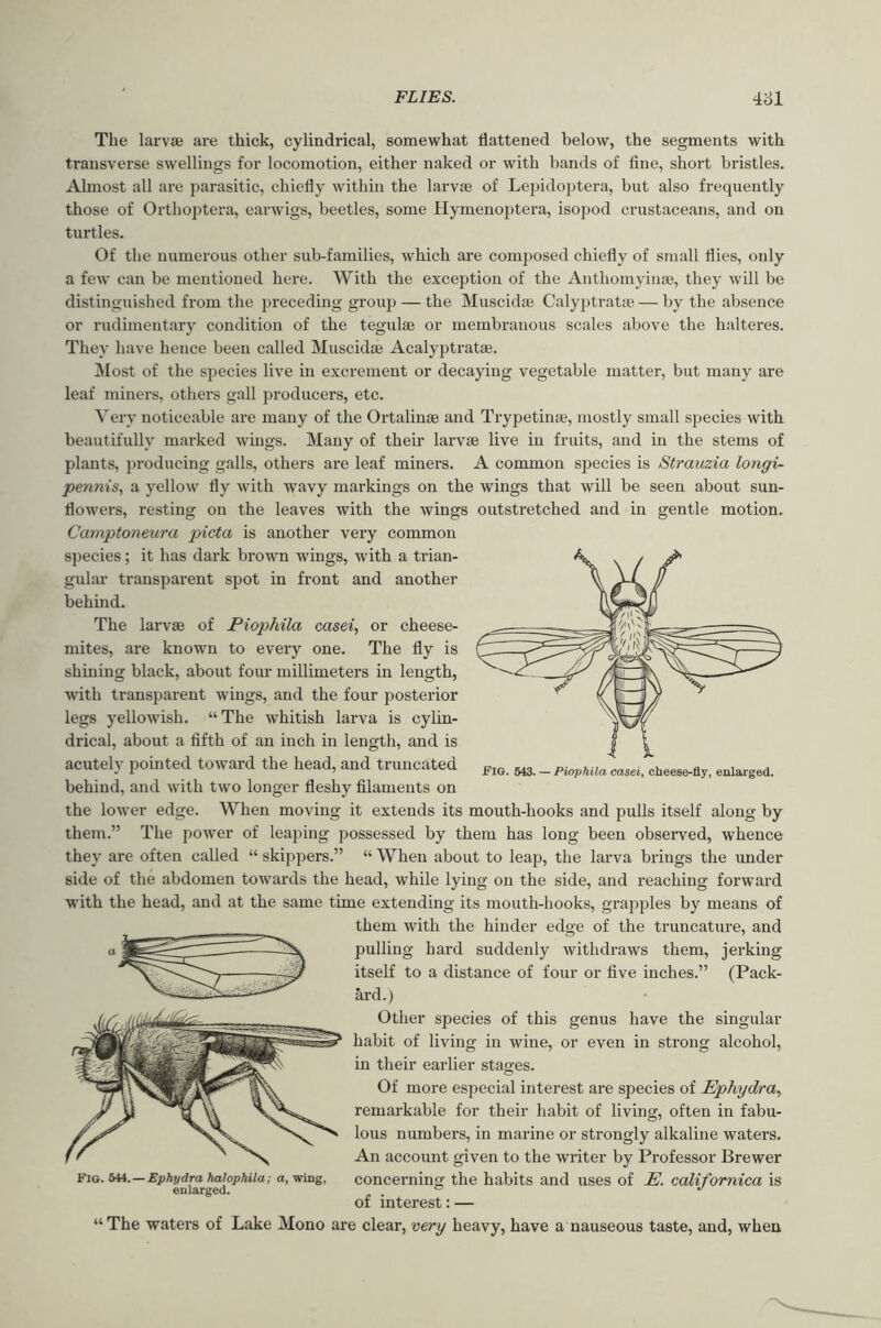 The larvae are thick, cylindrical, somewhat flattened below, the segments with transverse swellings for locomotion, either naked or with bands of fine, short bristles. Almost all are parasitic, chiefly within the larvae of Lepidoptera, but also frequently those of Ortho2)tera, earwigs, beetles, some Hymenoptera, isopod crustaceans, and on turtles. Of the numerous other sub-families, which are composed chiefly of small flies, only a few can be mentioned here. With the exception of the Anthomyinae, they will be distinguished from the preceding group — the Muscidae Calyjjtratag — by the absence or rudimentary condition of the tegulae or membranous scales above the halteres. They have hence been called Muscidae Acalyptratae. JMost of the species live in excrement or decaying vegetable matter, but many are leaf miners, others gall producers, etc. Very noticeable are many of the Ortalinae and Trypetinae, mostly small species with beautifully marked wings. Many of their larvae live in fruits, and in the stems of plants, producing galls, others are leaf miners. A common species is Strauzia longi- pennis, a yellow fly with wavy markings on the wings that will be seen about sun- flowers, resting on the leaves with the wings outstretched and in gentle motion. Camptoneura picta is another very common species; it has dark brown wings, with a trian- gular transparent spot in front and another behind. The larvae of Piophila casei, or cheese- mites, are known to every one. The fly is shining black, about four millimeters in length, with transparent wings, and the four posterior legs yellowish. “The whitish larva is cylin- drical, about a fifth of an inch in length, and is acutely pointed toward the head, and truncated behind, and with two longer fleshy filaments on the lower edge. When moving it extends its mouth-hooks and pulls itself along by them.” The power of leaping possessed by them has long been observed, whence they are often called “ skippers.” “ When about to leap, the larva brings the under side of the abdomen towards the head, while lying on the side, and reaching forward with the head, and at the same time extending its mouth-hooks, grajjjjles by means of them with the hinder edge of the truncature, and pulling hard suddenly withdraws them, jerking itself to a distance of four or five inches.” (Pack- ard.) Other species of this genus have the singular habit of living in wine, or even in strong alcohol, in their earlier stages. Of more especial interest are species of Ephydra., remarkable for their habit of living, often in fabu- lous numbers, in marine or strongly alkaline waters. An account given to the writer by Professor Brewer concerning the habits and uses of E. californica is of interest:— “ The waters of Lake Mono are clear, very heavy, have a nauseous taste, and, when