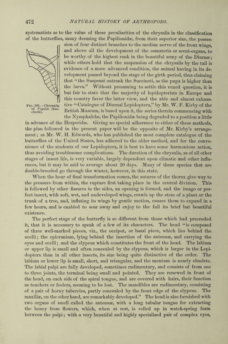 Fig. 597. —Chrysalis of Papilio (Suc- cincti). systematists as to the value of these peculiarities of the chrysalis in the classification of the butterflies, many deeming the Papilionidte, from their superior size, the posses- sion of four distinct branches to the median nerve of the front wings, and above all the development of the osmateria or scent-organs, to be worthy of the highest rank in the beautiful army of the Diurnal; while others hold that the suspension of the chrysalis by the tail is evidence of a more advanced condition, the animal having in its de- velojiment passed beyond the stage of the girth period, thus claiming that “the Suspensi outrank the Succincti, as the pupa is higher than the larva.” Without presuming to settle this vexed question, it is but fair to state that the majority of le])idopterists in Europe and this country favor the latter view, and the able and almost exhaus- tive “ Catalogue of Diurnal Lepidoptera,” by Mr. W. F. Kirby of the British Museum, is based upon it, the series therein commencing with the Nymphalidae, the Papilionidse being degraded to a position a little in advance of the Hesperidae. Giving no special adherence to either of these methods, the plan followed in the present pa2)er will be the opposite of Mr. Kirby’s arrange- ment; as Mr. W. H. Edwards, who has jiublished the most complete catalogue of the butterflies of the United States, has adhered to the older method, and for the conve- nience of the students of our Lepidojjtera, it is best to have some harmonious action, thus avoiding troublesome complications. The duration of the chrysalis, as of all other stages of insect life, is very variable, largely dependent upon climatic and other influ- ences, but it may be said to average about 20 days. Many of these species that are double-brooded go through the winter, however, in this state. When the hour of final transformation comes, the sutures of the thorax give w'ay to the pressure from within, the rupture first taking place in the central division. This is followed by other fissures in the sides, an opening is formed, and the imago or per- fect insect, with soft, wet, and undeveloped wings, crawls up the stem of a plant or the trunk of a tree, and, inflating its wings by gentle motion, causes them to expand in a few hours, and is enabled to soar away and enjoy to the full its brief but beautiful existence. The perfect stage of the butterfly is so different from those which had preceeded it, that it is necessary to speak of a few of its characters. The head “ is composed of thi'ee well-marked pieces, viz., the occiput, or basal piece, which lies behind the ocelli; the epicranium, lying behind the insertion of the antennae, and carrying the eyes and ocelli; and the clypeus which constitutes the front of the head. The labium or upper lip is small and often concealed by the clypeus, which is larger in the Lepi- doptera than in all other insects, its size being quite distinctive of the order. The labium or lower lip is small, short, and triangular, and the mentum is nearly obsolete. The labial palpi are fully developed, sometimes rudimentary, and consists of from one to three joints, the terminal being small and pointed. They are renewed in front of the head, on each side of the spiral tongue, and ax-e covered with haii-s, their function as touchei's or feelers, seeming to be lost. The mandibles ax’e i-udimentaiy, consisting of a pair of horny tubei’cles, partly concealed by the front edge of the clypeus. The maxillae, on the other hand, ai-e remarkably developed.” The head is also fui-nished with two organs of smell called the antennae, with a long tubular tongue for extracting the honey from flowers, which, when at rest, is rolled up in watch-spring form between the palpi; with a very beautiful and highly specialized pair of complex eyes.