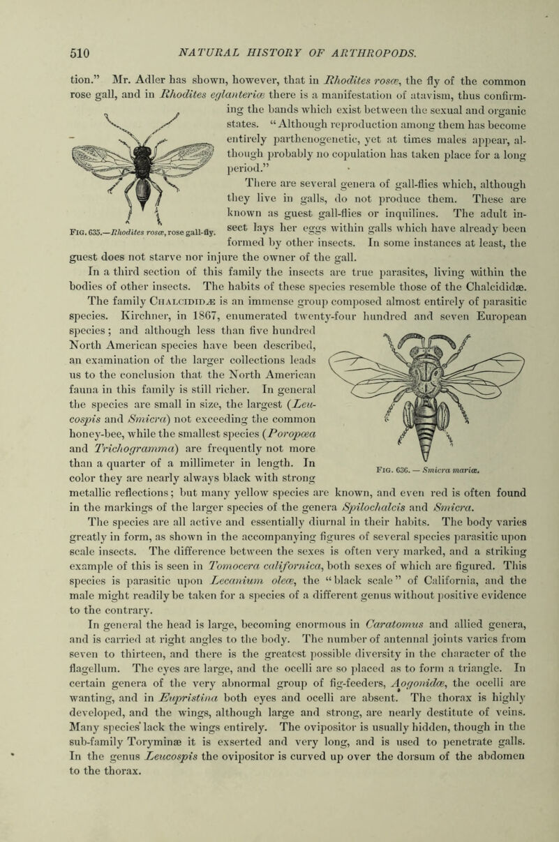 tion.” Mr. Adler has shown, however, that in Bhodites rosce., the fly of the common rose gall, and in lihodites eglanterim there is a manifestation of atavism, thus confirm- ing the bands which exist between the sexual and organic states. “Although re})roduction among them has become entirely parthcnogenetic, yet at times males ajijiear, al- though probably no copulation has taken place for a long period.” There are several genera of gall-flies which, although they live in galls, do not produce them. These are known as guest gall-flies or inquilines. The adult in- sect lays her eggs within galls which have already been formed by other insects. In some instances at least, the guest does not starve nor injure the owner of the gall. In a third section of this family the insects are true parasites, living within the bodies of other insects. The habits of these species resemble those of the Chalcidid®. The family CiiALCiDiDyE is an imtnense group composed almost entirely of parasitic species. Kirchner, in 1867, enumerated twenty-four hundred and seven European species; and although less than five hundred North American species have been described, an examination of the larger collections leads us to the conclusion that the North American fauna in this family is still richer. In general the species are small in size, the largest {Leu- cospis and Sniicra) not exceeding the common honey-bee, while the smallest species {Poropoea and 'TricJioriramma) are frequently not more than a quarter of a millimeter in length. In color they are nearly always black with strong metallic reflections; but many yellow species are known, and even red is often found in the markings of the larger species of the genera Spilochalcis and Smicra. The species are all active and essentially diurnal in their habits. The body varies greatly in form, as shown in the accompanying figures of several species parasitic upon scale insects. The difference between the sexes is often veiy marked, and a striking example of this is seen in Tomocera californica., both sexes of which are figured. Tliis species is parasitic upon Lecanium olece, the “black scale” of California, and the male might readily be taken for a species of a different genus without positive evidence to the contrary. In general the head is large, becoming enormous in Caratomtis and allied genera, and is carried at right angles to the body. The number of antennal joints varies from seven to thirteen, and there is the greatest possible diversity in the character of the flagellum. The eyes are large, and the ocelli are so placed as to form a triangle. In certain genera of the very abnormal group of fig-feeders, Aorfomdoe., the ocelli are wanting, and in Mipristiaa both eyes and ocelli are absent. The thorax is highly developed, and the wings, although large and strong, are nearly destitute of veins. Many species'lack the wings entirely. The ovipositor is usually hidden, though in the sub-family Toryminae it is exserted and very long, and is used to penetrate galls. In the genus Leucospis the ovipositor is curved up over the dorsum of the abdomen to the thorax. Fig. 035.—nhodites roscc, rose gall-fly.