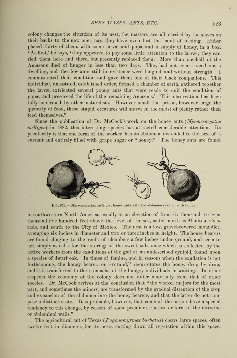 colony changes the situation of its nest, the masters are all carried by the slaves on their backs to the new one; nay, they have even lost the habit of feeding. Huber l^laced thirty of them, with some larvae and iJui^ae and a supj^ly of honey, in a box. ‘At first,’ he says, ‘they aj^peared to pay some little attention to the larvae; they car- ried them here and there, but presently replaced them. More than one-half of the Amazons died of hunger in less than two days. They had not even traced out a dwelling, and the few ants still in existence were languid and without strength. I commiserated their condition and gave them one of their black companions. This individual, unassisted, established order, formed a chamber of earth, gathered together the larvse, extricated several young ants that were ready to quit the condition of pupte, and preserved the life of the remaining Amazons.’ This observation has been fully confirmed by other naturalists. However small the prison, however large the quantity of food, these stupid creatures will starve in the midst of plenty rather than feed themselves.” Since the publication of Dr. McCook’s work on the honey ants {JSIyrmecocystus melliger) in 1882, this interesting S25ecie8 has attracted considerable attention. Its peculiarity is that one form of the worker has its abdomen distended to the size of a currant and entirely filled with grape sugar or “ honey.” The honey ants are found Fig. 651. — Myrmecocystus melliger, honey ants with tlie abdomen swollen with honey. in southwestern North America, usually at an elevation of from six thousand to seven thousand five hundred feet above the level of the sea, as far north as Manitou, Colo- rado, and south to the City of Mexico. The nest is a low, gravel-covered moundlet, averaging six inches in diameter and two or three inches in height. The honey bearers are found clinging to the roofs of chambers a few inches under ground, and seem to act simply as cells for the storing of the sweet substance Avhich is collected by the active workers fi-om the exudations of the gall of an undescribed cynipid, found upon a species of dwarf oak. In times of famine, and in seasons when the exudation is not forthcoming, the honey bearer, or “rotund,” regurgitates the honey drop by drop, and it is transferred to the stomachs of the hungry individuals in waiting. In other respects the economy of the colony does not differ materially from that of other species. Dr. McCook arrives at the conclusion that “ the worker majors for the most part, and sometimes the minors, are transformed by the gradual distention of the crop and expansion of the abdomen into the honey bearers, and that the latter do not com- jiose a distinct caste. It is jirobable, however, that some of the majors have a special tendency to this change, by reason of some peculiar structure or form of the intestine or abdominal walls.” The agricultural ant of Texas {Pogonomyrmex barbatiis) clears large spaces, often tAvelve feet in diameter, for its nests, cutting down all vegetation Avithin this space,