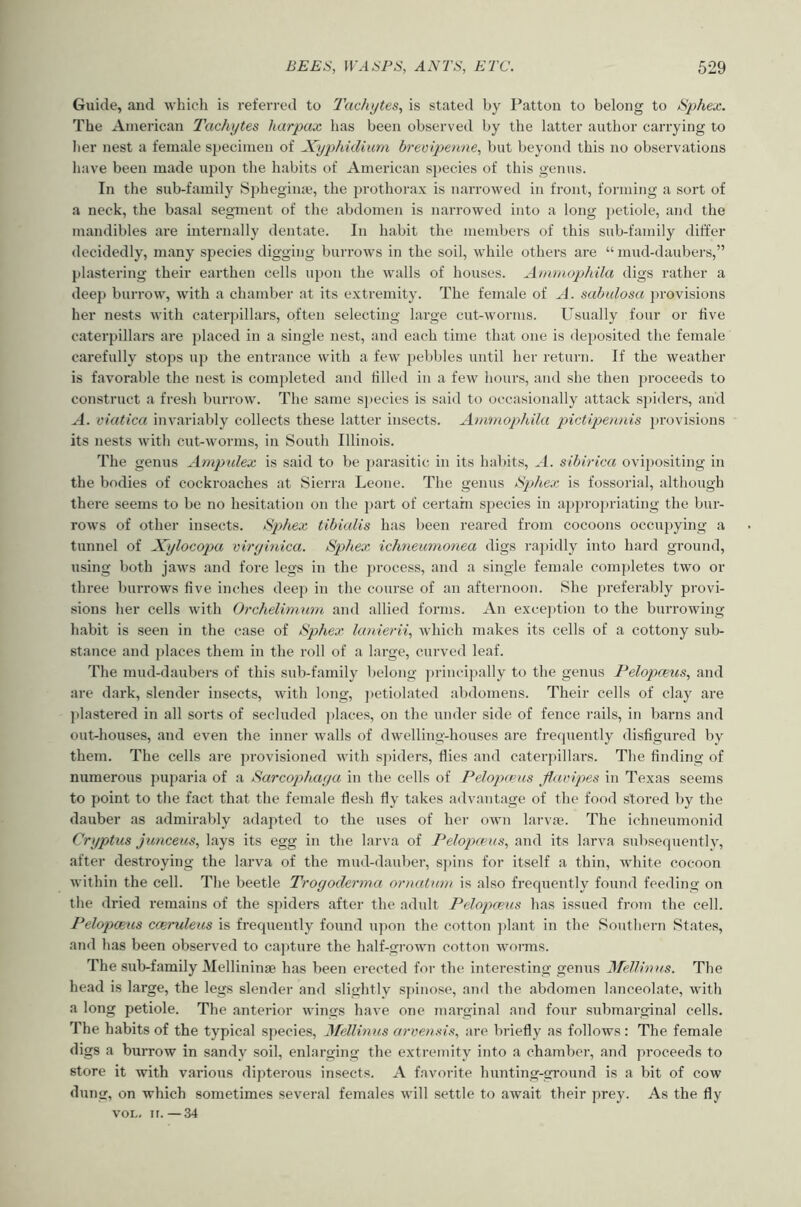 Guide, and wbicli is referred to T'uchytes, is stated by Patton to belong to iSphex. The American Tachytes harpax has been observed by the latter author carrying to her nest a female si)ecimen of Xyphidium breoipome, but beyond this no observations have been made upon the habits of American species of this genus. In the sub-family Sphegime, the prothorax is narrowed in front, forming a sort of a neck, the basal segment of the abdomen is narrowed into a long ])etiole, and the mandibles are internally dentate. In habit the members of this sub-family differ decidedly, many species digging burrows in the soil, while others are “ mud-daubers,” plastering their earthen cells upon the walls of houses. Ain'inophila digs rather a deep burrow, with a chamber at its e.xtremity. The female of A. sabulosa j)rovisions her nests with cater|)illars, often selecting large cut-worms. Usually four or five caterpillars are placed in a single nest, and each time that one is deposited the female carefully stops up the entrance with a few pebbles until her return. If the weather is favorable the nest is completed and tilled in a few hours, and she then proceeds to construct a fresh burrow. The same sj>ecies is said to occasionally attack s})iders, and A. viatica invariably collects these latter insects. Ammophila pictipeiDiis 2)rovisions its nests with cut-worms, in South Illinois. The genus Ampulex is said to be parasitic in its habits, A. sibirica ovipositing in the bodies of cockroaches at Sierra Leone. The genus NpAiex is fossorial, although there seems to be no hesitation on the 2)art of certain species in appropriating the bur- roAVS of other insects. Sp>hex tibialis has been reared from cocoons occupying a tunnel of Xylocopa viryinica. Sphex ichnemnonea digs ra])idly into hard ground, using both jaAvs and fore legs in the process, and a single female com)>letes two or three burrows five inches deep in the course of an afternoon. She j)referably provi- sions her cells Avith Orchelimam and allied forms. An exce])tion to the burroAving habit is seen in the case of Sphex lanierii, Avhich makes its cells of a cottony sub- stance and j)laces them in the roll of a large, curved leaf. The mud-daubers of this sub-family belong principally to the genus Pelopceics, and are dark, slender insects, Avith long, jietiolated al)domens. Their cells of clay are ])lastered in all sorts of secluded ])laces, on the under side of fence rails, in barns and out-houses, and eA’^en the inner Avails of dAvelling-houses are frequently disfigured by them. The cells are provisioned Avith spiders, flies and caterpillars. The finding of numerous pujAaria of a Sarcophaya in the cells of Pelopants flavipes in Texas seems to point to the fact that the female flesh fly takes advantage of the food stored by the dauber as admirably adapted to the uses of her own larvae. The ichneumonid Cryptus junceus, lays its egg in the larva of Pelopa^us, and its larva subsequently, after destroying the larva of the mud-dauber, spins for itself a thin, AAdiite cocoon Avithin the cell. The beetle Troyoderma ornatam is also frequently found feeding on the dried remains of the spiders after the adult Pelopce'as has issued from the cell. Pelopmus cceruleas is frequently found upon the cotton ])lant in the Southern States, and has been observed to capture the half-groAvn cotton worms. The sub-family Mellininae has been erected for the interesting genus JSTeUinas. The head is large, the legs slender and slightly spinose, and the abdomen lanceolate, with a long petiole. The anterior Avings have one marginal and four subraarginal cells. The habits of the typical species, Mellinus arvensis, are briefly as follows : The female digs a burroAV in sandy soil, enlarging the extremity into a chamber, and proceeds to store it Avith various dipterous insects. A favorite hunting-ground is a bit of cow dung, on which sometimes several females will settle to await their prey. As the fly Ami., ir. —34
