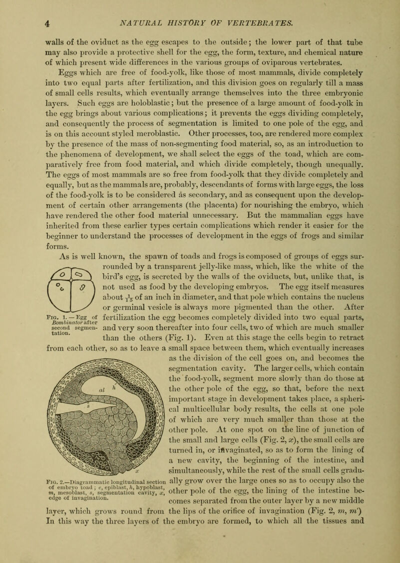 walls of the oviduct as the egg escapes to the outside; the lower part of that tube may also provide a protective shell for the egg, the form, texture, and chemical nature of which present wide differences in the various groups of oviparous vertebrates. Eggs which are free of food-yolk, like those of most mammals, divide completely into two equal parts after fertilization, and this division goes on regularly till a mass of small cells results, which eventually arrange themselves into the three embryonic layers. Such eggs are holoblastic; but the presence of a large amount of food-yolk in the egg brings about various complications; it prevents the eggs dividing completely, and consequently the process of segmentation is limited to one pole of the egg, and is on this account styled meroblastic. Other processes, too, are rendered more complex by the presence of the mass of non-segmenting food material, so, as an introduction to the phenomena of development, we shall select the eggs of the toad, which are com- paratively free from food material, and which divide completely, though unequally. The eggs of most mammals are so free from food-yolk that they divide completely and equally, but as the mammals are, probably, descendants of forms with large eggs, the loss of the food-yolk is to be considered as secondary, and as consequent upon the develop- ment of certain other arrangements (the placenta) for nourishing the embryo, which have rendered the other food material unnecessary. But the mammalian eggs have inherited from these earlier types certain complications which render it easier for the beginner to understand the processes of development in the eggs of frogs and similar forms. As is well known, the spawn of toads and frogs is composed of groups of eggs sur- rounded by a transparent jelly-like mass, which, like the white of the bird’s egg, is secreted by the walls of the oviducts, but, unlike that, is not used as food by the developing embryos. The egg itself measures about -,*5 of an inch in diameter, and that pole which contains the nucleus or germinal vesicle is always more pigmented than the other. After Fig. i. —Egg of fertilization the egg becomes completely divided into two equal parts, Bombinatorafter _ °° . _ „ c , 1 second segmen- and very soon thereafter into four cells, two of which are much smaller than the others (Fig. 1). Even at this stage the cells begin to retract from each other, so as to leave a small space between them, which eventually increases as the division of the cell goes on, and becomes the segmentation cavity. The larger cells, which contain the food-yolk, segment more slowly than do those at the other pole of the egg, so that, before the next important stage in development takes place, a spheri- cal multicellular body results, the cells at one pole of which are very much smaller than those at the other j3ole. At one spot on the line of junction of the small and large cells (Fig. 2, a:), the small cells are turned in, or ifivaginated, so as to form the lining of a new cavity, the beginning of the intestine, and simultaneously, while the rest of the small cells gradu- fig. 2.—Diagrammatic longitudinal section ally grow over the large ones so as to occupy also the m, mesob°ast,as,’ segmentation^wity^’, other pole of the egg, the lining of the intestine be- edge of invagination. comes separated from the outer layer by a new middle layer, which grows round from the lips of the orifice of invagination (Fig. 2, m, m) In this way the three layers of the embryo are formed, to which all the tissues and