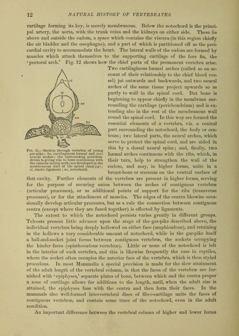 cartilage forming its key, is merely membranous. Below the notochord is the princi- pal artery, the aorta, with the trunk veins and the kidneys on either side. These lie above and outside the coelom, a space which contains the viscera (in this region chiefly the air bladder and the oesophagus), and a part of which is partitioned off as the peri- cardial cavity to accommodate the heart. The lateral walls of the coelom are formed by muscles which attach themselves to the supporting cartilage of the fore fin, the ‘ pectoral arch.’ Fig. 12 shows how the chief parts of the permanent vertebra arise. Two cartilaginous haemal arches (called so on ac- count of their relationship to the chief blood ves- sel) jut outwards and backwards, and two neural arches of the same tissue project upwards so as partly to wall in the spinal cord. But bone is beginning to appear chiefly in the membrane sur- rounding the cartilage (perichondrium) and is ex- tending also in the rest of the membranous wall round the spinal cord. In this way are formed the essential elements of a vertebra, viz. a central part surrounding the notochord, the body or cen- trum; two lateral parts, the neural arches, which serve to protect the spinal cord, and are aided in this by a dorsal neural spine; and, finally, two haemal arches continuous with the ribs, which, in their turn, help to strengthen the wall of the coelom, and may, in higher forms, unite in a breast-bone or sternum on the ventral surface of that cavity. Further elements of the vertebrae are present in higher forms, serving for the purpose of securing union between the arches of contiguous vertebrae (articular processes), or as additional points of support for the ribs (transverse processes), or for the attachment of muscles. The edges of the centra likewise occa- sionally develop articular processes, but as a rule the connection between contiguous centra (except where they are fused together) is effected by ligaments. The extent to which the notochord persists varies greatly in different groups. Teleosts present little advance upon the stage of the gar-pike described above, the individual vertebrae being deeply hollowed on either face (amphiccelous), and retaining in the hollows a very considerable amount of notochord, while in the gar-pike itself a ball-and-socket joint forms between contiguous vertebrae, the sockets occupying the hinder faces (opisthocoelous vertebrae). Little or none of the notochord is left in the interior of each vertebra, and this is likewise frequently the case in reptiles, where the socket often occupies the anterior face of the vertebra, which is then styled procmlous. In most Mammalia a S})ecial provision is made for the slow attainment of the adult length of the vertebral column, in that the faces of the vertebrae are fur- nished with ‘ epiphyses,’ separate plates of bone, between which and the centra proper a zone of cartilage allows for additions to the length, until, when the adult size is attained, the epiphyses fuse with the centra and then form their faces. In the mammals also well-formed intervertebral discs of fibro-cartilage unite the faces of contiguous vertebrae, and contain some trace of the notochord, even in the adult condition. An important difference between the vertebral column of higher and lower forms Fig. 12.— Section through vertebra of young gar-pike ; ha, cartilaginous luemal and (net) neural arcbes; the surrounding perichon- drium is giving rise to bone continuous with the osseous neural arch (na) developed in the membranous wall of the spinal canal (sp) ; el, elastic ligament ; nc, notochord.