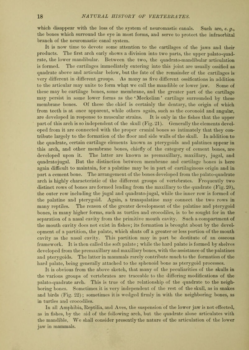 which disappear with the loss of the system of neuromastic canals. Such are, e. g., the bones which surround the eye in most forms, and serve to protect the infraorbital branch of the neuromastic canal system. It is now time to devote some attention to the cartilages of the jaws and their products. The first arch early shows a division into two parts, the upper palato-quad- rate, the lower mandibular. Between the two, the quadrato-mandibular articulation is formed. The cartilages immediately entering into this joint are usually ossified as quadrate above and articular below, but the fate of the remainder of the cartilages is very different in different groups. As many as five different ossifications in addition to the articular may unite to form what we call the mandible or lower jaw. Some of these may be cartilage bones, some membrane, and the greater part of the cartilage may persist in some lower forms as the ‘ Meckelian ’ cartilage surrounded by these membrane bones. Of these the chief is certainly the dentary, the origin of which from teeth is at once apparent, while others again, such as the coronoid and angular, are developed in response to muscular strains. It is only in the fishes that the upper part of this arch is so independent of the skull (Fig. 21). Generally the elements devel- oped from it are connected with the proper cranial bones so intimately that they con- tribute largely to the formation of the floor and side walls of the skull. In addition to the quadrate, certain cartilage elements known as pterygoids and palatines appear in this arch, and other membrane bones, chiefly of the category of cement bones, are developed upon it. The latter are known as premaxillary, maxillary, jugal, and quadratojugal. But the distinction between membrane and cartilage bones is here again difficult to maintain, for a palatine may be in part of cartilaginous origin and in part a cement bone. The arrangement of the bones developed from the palato-quadrate arch is highly characteristic of the different groups of vertebrates. Frequently two distinct rows of bones are formed leading from the maxillary to the quadrate (Fig. 20), the outer row including the jugal and quadrato-jugal, while the inner row is formed of the palatine and pterygoid. Again, a transpalatine may connect the two rows in many reptiles. The reason of the greater development of the palatine and pterygoid bones, in many higher forms, such as turtles and crocodiles, is to be sought for in the separation of a nasal cavity from the primitive mouth cavity. Such a compartment of the mouth cavity does not exist in fishes; its formation is brought about by the devel- opment of a partition, the palate, which shuts off a greater or less portion of the mouth cavity as the nasal cavity. This partition may in part be destitute of an osseous framework. It is then called the soft palate ; while the hard palate is formed by shelves developed from the premaxillary and maxillary bones, with the assistance of the palatines and pterygoids. The latter in mammals rarely contribute much to the formation of the hard palate, being generally attached to the sphenoid bone as pterygoid processes. It is obvious from the above sketch, that many of the peculiarities of the skulls in the various groups of vertebrates are traceable to the differing modifications of the palato-quadrate arch. This is true of the relationship of the quadrate to the neigh- boring bones. Sometimes it is very independent of the rest of the skull, as in snakes and birds (Fig. 22); sometimes it is wedged firmly in with the neighboring bones, as in turtles and crocodiles. In all Amphibia, Reptilia, and Aves, the suspension of the lower jaw is not effected, as in fishes, by the aid of the following arch, but the quadrate alone articulates with the mandible. We shall consider presently the nature of the articulation of the lower jaw in mammals.