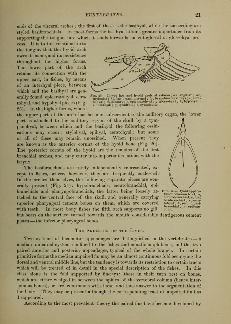 Fig. 25. —Lower jaw and hyoid arch of salmon ; an. angular ; ar, articular ; bb, basibranchiostegal; br, branchiostegal rays ; c, cera- tohyal ; d, dentary ; e, epiceratohyal; g, glossohyal; h, hypohyal; i, interhyal; q, quadrate ; s, symplectic. ends of the visceral arches; the first of these is the basihyal, while the succeeding are styled basibranchials. In most forms the basihyal attains greater importance from its supporting the tongue, into which it sends forwards an entoglossal or glossohyal pro- cess. It is to this relationship to the tongue, that the hyoid arch owes its name, and its persistence throughout the higher forms. The lower part of the arch retains its connection with the upper part, in fishes, by means of an interhyal piece, between which and the basihyal are gen- erally found epiceratohyal, cera- tohyal, and hypohyal pieces (Fig. 25). In the higher forms, where the upper part of the arch has become subservient to the auditory organ, the lower part is attached to the auditory region of the skull by a tym- panohyal, between which and the basihyal the following ossifi- cations may occur: stylohyal, epihyal, ceratohyal; but some or all of these may remain unossified. When present they are known as the anterior cornua of the hyoid bone (Fig. 26). The posterior cornua of the hyoid are the remains of the first branchial arches, and may enter into important relations with the larynx. The basibranchials are rarely independently represented, ex- cept in fishes, where, however, they are frequently coalesced. In the arches themselves, the following separate pieces are gen- erally present (Fig. 24): hypobranchials, ceratobranchial, epi- branchials and pharyngobranchials, the latter being loosely at- Fig. 26. — Hyoid appara- tached to the ventral face of the skull, and generally carrying superior pharyngeal cement bones on them, which are covered with teeth. In most bony fishes the fifth arch supports no gill, but bears on the surface, turned towards the mouth, considerable dentigerous cement plates — the inferior pharyngeal bones. ceratobranchial; c, first basibranchial; e, cera- tohyal ; h, second basi- branchial ; p, epibran- chial. The Skeleton of the Limbs. Two systems of locomotor appendages are distinguished in the vertebrates — a median unpaired system confined to the fishes and aquatic amphibians, and the two paired anterior and posterior appendages, typical of the whole branch. In certain primitive forms the median unpaired fin may be an almost continuous fold occupying the dorsal and ventral middle line, but the tendency is towards its restriction to certain tracts which will be treated of in detail in the special description of the fishes. In this class alone is the fold supported by fin-rays; these in their turn rest on bones, which are either wedged in between the spines of the vertebral column (hence inter- spinous bones), or are continuous with these and thus answer to the segmentation of the body. They may be present although the corresponding tract of unpaired fin has disappeared. According to the most prevalent theory the paired fins have become developed by