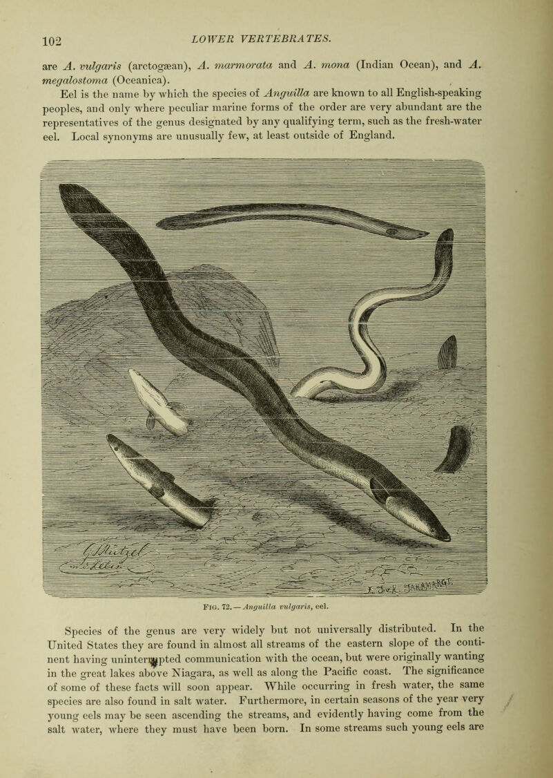 are A. vulgaris (arctogsean), A. marmorata and A. mona (Indian Ocean), and A. megalostoma (Oceanica). Eel is the name by which the species of Anguilla are known to all English-speaking peoples, and only where peculiar marine forms of the order are very abundant are the representatives of the genus designated by any qualifying term, such as the fresh-water eel. Local synonyms are unusually few, at least outside of England. Fig. 72. — Anguilla vulgaris, eel. Species of the genus are very widely but not universally distributed. In the United States they are found in almost all streams of the eastern slope of the conti- nent having uninteri^pted communication with the ocean, but were originally wanting in the great lakes above Niagara, as well as along the Pacific coast. The significance of some of these facts will soon appear. While occurring in fresh water, the same species are also found in salt water. Furthermore, in certain seasons of the year very young eels may be seen ascending the streams, and evidently having come from the salt water, where they must have been born. In some streams such young eels are