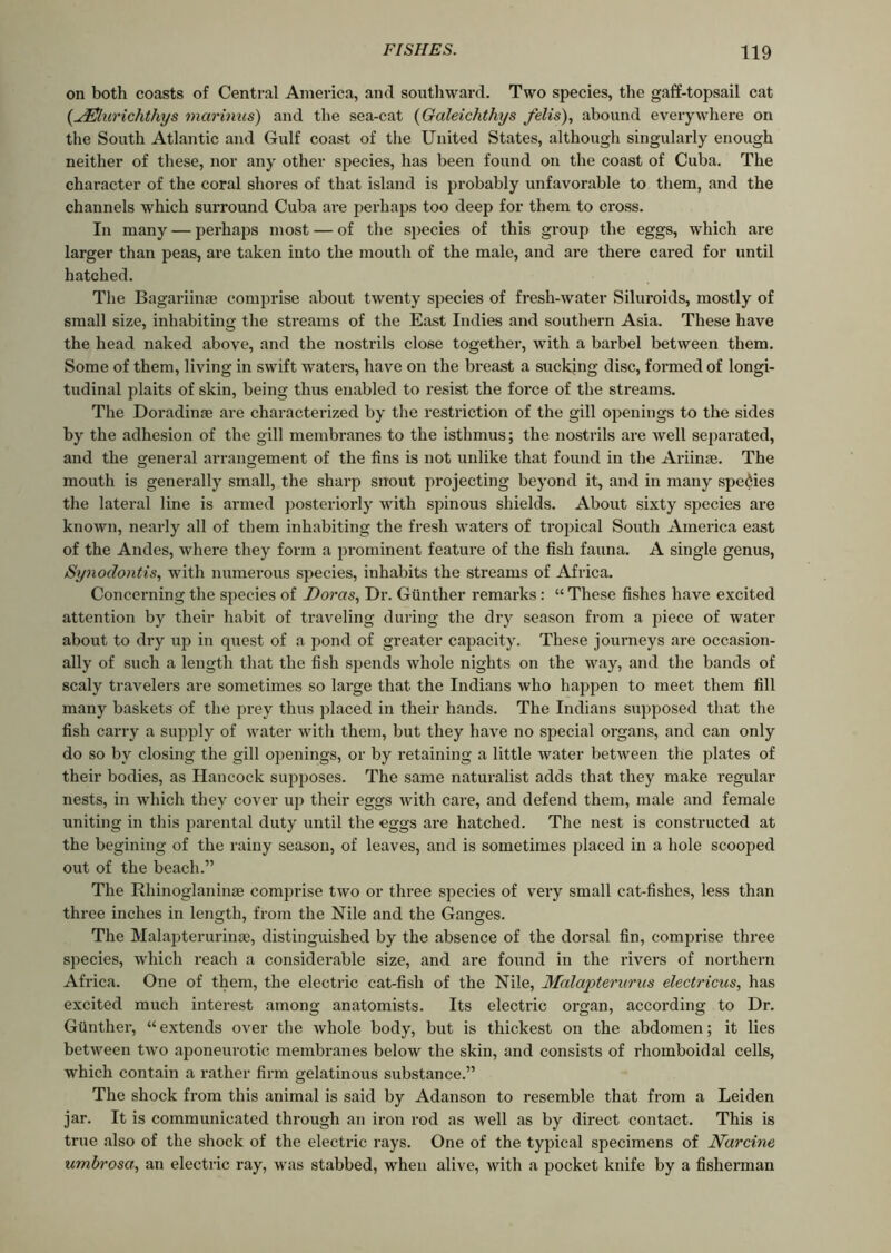 on both coasts of Central America, and southward. Two species, the gaff-topsail cat (uElurichthys marinus) and the sea-cat (Galeichthys felis), abound everywhere on the South Atlantic and Gulf coast of the United States, although singularly enough neither of these, nor any other species, has been found on the coast of Cuba. The character of the coral shores of that island is probably unfavorable to them, and the channels which surround Cuba are perhaps too deep for them to cross. In many — perhaps most — of the species of this group the eggs, which are larger than peas, are taken into the mouth of the male, and are there cared for until hatched. The Bagariinse comprise about twenty species of fresh-water Siluroids, mostly of small size, inhabiting the streams of the East Indies and southern Asia. These have the head naked above, and the nostrils close together, with a barbel between them. Some of them, living in swift waters, have on the breast a sucking disc, formed of longi- tudinal plaits of skin, being thus enabled to resist the force of the streams. The Doradinae are characterized by the restriction of the gill openings to the sides by the adhesion of the gill membranes to the isthmus; the nostrils are well separated, and the general arrangement of the fins is not unlike that found in the Ariime. The mouth is generally small, the sharp snout projecting beyond it, and in many species the lateral line is armed posteriorly with spinous shields. About sixty species are known, nearly all of them inhabiting the fresh waters of tropical South America east of the Andes, where they form a prominent feature of the fish fauna. A single genus, Synoclontis, with numerous species, inhabits the streams of Africa. Conceiving the species of Doras, Dr. Gunther remarks: “ These fishes have excited attention by their habit of traveling during the dry season from a piece of water about to dry up in quest of a pond of greater capacity. These journeys are occasion- ally of such a length that the fish spends whole nights on the way, and the bands of scaly travelers are sometimes so large that the Indians who happen to meet them fill many baskets of the prey thus placed in their hands. The Indians supposed that the fish carry a supply of water with them, but they have no sj^ecial organs, and can only do so by closing the gill openings, or by retaining a little water between the plates of their bodies, as Hancock supposes. The same naturalist adds that they make regular nests, in which they cover up their eggs with care, and defend them, male and female uniting in this parental duty until the eggs are hatched. The nest is constructed at the begining of the rainy season, of leaves, and is sometimes placed in a hole scooped out of the beach.” The Rhinoglanin® comprise two or three species of very small cat-fishes, less than three inches in length, from the Nile and the Ganges. The Malapterurinae, distinguished by the absence of the dorsal fin, comprise three species, which reach a considerable size, and are found in the rivers of northern Africa. One of them, the electric cat-fish of the Nile, Malapterarus electricus, has excited much interest among anatomists. Its electric organ, according to Dr. Gunther, “extends over the whole body, but is thickest on the abdomen; it lies between two aponeurotic membranes below the skin, and consists of rhomboidal cells, which contain a rather firm gelatinous substance.” The shock from this animal is said by Adanson to resemble that from a Leiden jar. It is communicated through an iron rod as well as by direct contact. This is true also of the shock of the electric rays. One of the typical specimens of Narcine, umbrosa, an electric ray, was stabbed, when alive, with a pocket knife by a fisherman