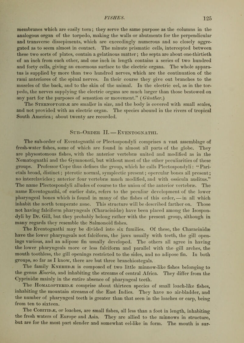 membranes which are easily torn; they serve the same purpose as the columns in the analogous organ of the torpedo, making the walls or abutments for the perpendicular and transverse dissepiments, which are exceedingly numerous and so closely aggre- gated as to seem almost in contact. The minute prismatic cells, intercepted between these two sorts of plates, contain a gelatinous matter; the septa are about one-thirtieth of an inch from eacli other, and one inch in length contains a series of two hundred and forty cells, giving an enormous surface to the electric organs. The whole appara- tus is supplied by more than two hundred nerves, which are the continuation of the rami anteriores of the spinal nerves. In their course they give out branches to the muscles of the back, and to the skin of the animal. In the electric eel, as in the tor- pedo, the nerves supplying the electric organs are much larger than those bestowed on any part for the purposes of sensation or movement.” ( Gunther.) The Sternopygtd^e are smaller in size, and the body is covered with small scales, and not provided with an electric organ. The species abound in the rivers of tropical South America; about twenty are recorded. Sub-Order II. — Eventognathi. The sub-order of Eventognathi or Plectospondyli comprises a vast assemblage of fresh-water fishes, some of which are found in almost all parts of the globe. They are physostomous fishes, with the anterior vertebrae united and modified as in the Nematognathi and the Gymnonoti, but without most of the other peculiarities of these groups. Professor Cope thus defines the group, which he calls Plectospondyli: “ Pari- etals broad, distinct; pterotic normal, symplectic present; opercular bones all present; no interclavicles; anterior four vertebrae much modified, and with ossicula auditus.” The name Plectospondyli alludes of course to the union of the anterior vertebrae. The name Eventognathi, of earlier date, refers to the peculiar development of the lower pharyngeal bones which is found in many of the fishes of this order, — in all which inhabit the north temperate zone. This structure will be described farther on. Those not having falciform pharyngeals (Characinidae) have been placed among the Isospon- dyli by Dr. Gill, but they probably belong rather with the present group, although in many regards they resemble the Salmonoid fishes. The Eventognathi may be divided into six families. Of these, the Characinidae have the lower pharyngeals not falciform, the jaws usually with teeth, the gill open- ings various, and an adipose fin usually developed. The others all agree in having the lower pharyngeals more or less falciform and parallel with the gill arches, the mouth toothless, the gill openings restricted to the sides, and no adipose fin. In both groups, so far as I know, there are but three branchiostegals. The family Kneriidje is composed of two little minnow-like fishes belonging to the genus Kneria, and inhabiting the streams of central Africa. They differ from the Cyprinidae mainly in the entire absence of pharyngeal teeth. The Homalopterid^e comprise about thirteen species of small loach-like fishes, inhabiting the mountain streams of the East Indies. They have no air-bladder, and the number of pharyngeal teeth is greater than that seen in the loaches or carp, being from ten to sixteen. The Cobitid^e, or loaches, are small fishes, all less than a foot in length, inhabiting the fresh waters of Europe and Asia. They are allied to the minnows in structure, but are for the most part slender and somewhat eel-like in form. The mouth is sur-