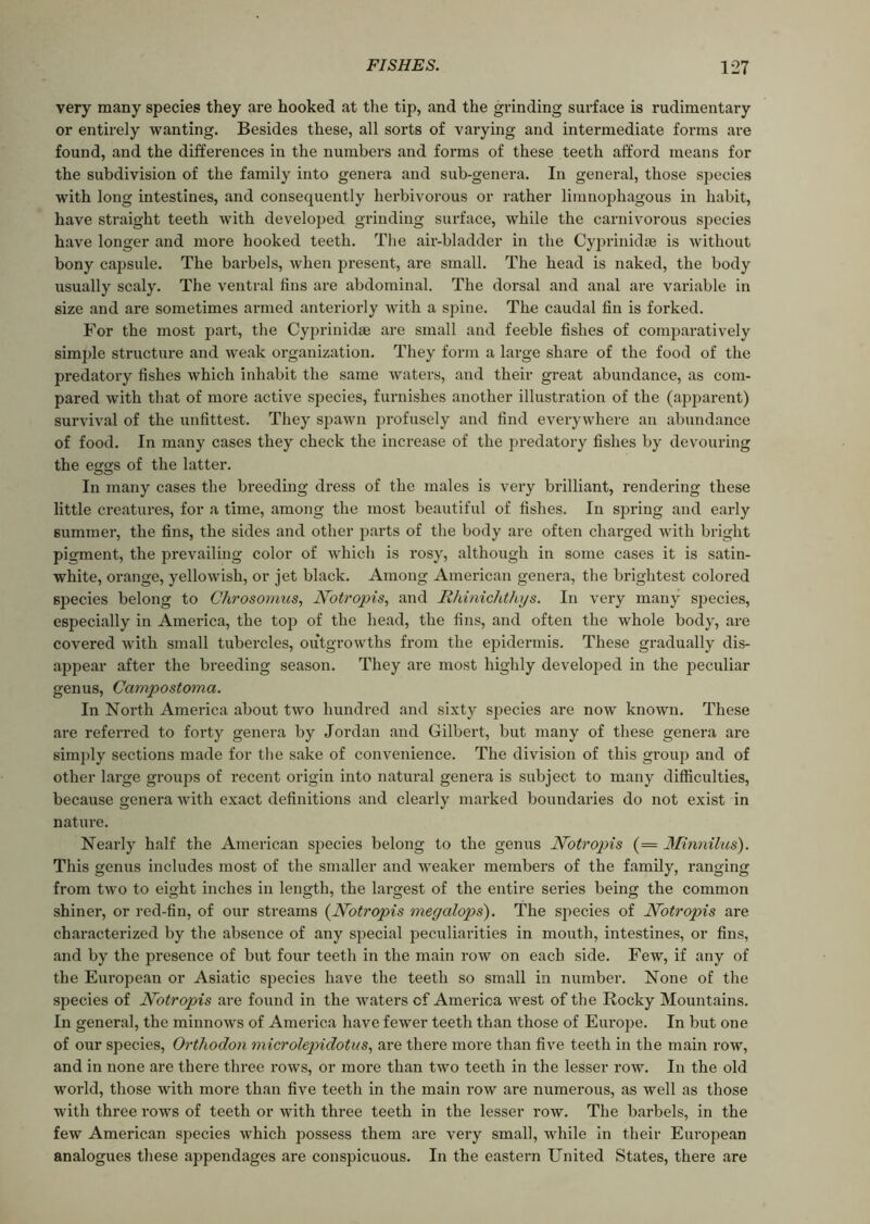 very many species they are hooked at the tip, and the grinding surface is rudimentary or entirely wanting. Besides these, all sorts of varying and intermediate forms are found, and the differences in the numbers and forms of these teeth afford means for the subdivision of the family into genera and sub-genera. In general, those species with long intestines, and consequently herbivorous or rather limnophagous in habit, have straight teeth with developed grinding surface, while the carnivorous species have longer and more hooked teeth. The air-bladder in the Cyprinidae is without bony capsule. The barbels, when present, are small. The head is naked, the body usually scaly. The ventral fins are abdominal. The dorsal and anal are variable in size and are sometimes armed anteriorly with a spine. The caudal fin is forked. For the most part, the Cyprinidae are small and feeble fishes of comparatively simple structure and weak organization. They form a large share of the food of the predatory fishes which inhabit the same waters, and their great abundance, as com- pared with that of more active species, furnishes another illustration of the (apparent) survival of the unfittest. They spawn profusely and find everywhere an abundance of food. In many cases they check the increase of the predatory fishes by devouring the eggs of the latter. In many cases the breeding dress of the males is very brilliant, rendering these little creatures, for a time, among the most beautiful of fishes. In spring and early summer, the fins, the sides and other parts of the body are often charged with bright pigment, the prevailing color of which is rosy, although in some cases it is satin- white, orange, yellowish, or jet black. Among American genera, the brightest colored species belong to Chrosomus, JVotropis, and Rhinichthys. In very many species, especially in America, the top of the head, the fins, and often the whole body, are covered with small tubercles, outgrowths from the epidermis. These gradually dis- appear after the breeding season. They are most highly developed in the peculiar genus, Campostoma. In North America about two hundred and sixty species are now known. These are referred to forty genera by Jordan and Gilbert, but many of these genera are simply sections made for the sake of convenience. The division of this group and of other large groups of recent origin into natural genera is subject to many difficulties, because genera with exact definitions and clearly marked boundaries do not exist in nature. Nearly half the American species belong to the genus JVotrojns (= Minnilus). This genus includes most of the smaller and weaker members of the family, ranging from two to eight inches in length, the largest of the entire series being the common shiner, or red-fin, of our streams (JVotropis megalops'). The species of JVotropis are characterized by the absence of any special peculiarities in mouth, intestines, or fins, and by the presence of but four teeth in the main row on each side. Few, if any of the European or Asiatic species have the teeth so small in number. None of the species of JVotropis are found in the waters of America west of the Rocky Mountains. In general, the minnows of America have fewer teeth than those of Europe. In but one of our species, Ortliodon microlepidotus, are there more than five teeth in the main row, and in none are there three rows, or more than two teeth in the lesser row. In the old world, those with more than five teeth in the main row are numerous, as well as those with three rows of teeth or with three teeth in the lesser row. The barbels, in the few American species which possess them are very small, while in their European analogues these appendages are conspicuous. In the eastern United States, there are