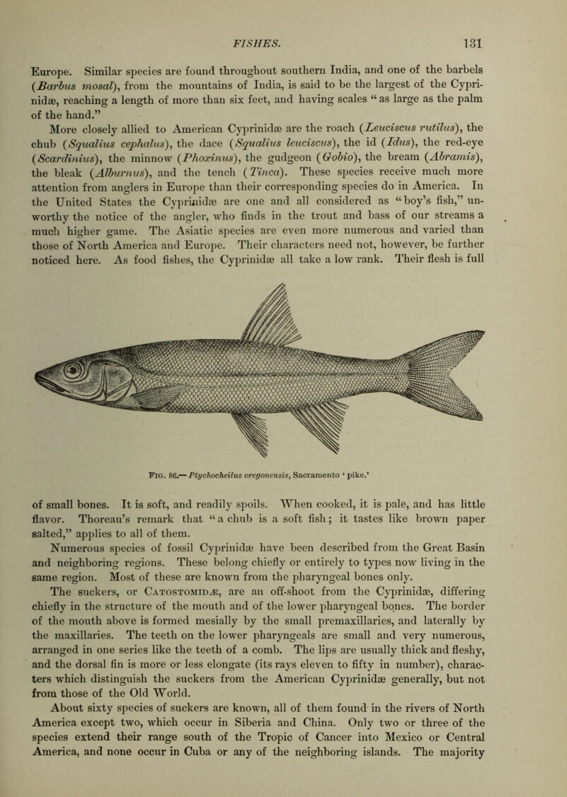 Europe. Similar species are found throughout southern India, and one of the barbels (Barbus mosal), from the mountains of India, is said to be the largest of the Cypri- nidse, reaching a length of more than six feet, and having scales “ as large as the palm of the hand.” More closely allied to American Cyprinid* are the roach (Leuciscus rutilus), the chub (Squalias cephalus), the dace (*Squalius leuciscus), the id (Ictus), the red-eye (Scardinius), the minnow (Phoxinus), the gudgeon (Gobio), the bream (Abramis), the bleak (Alburnus), and the tencli (Tinea). These species receive much more attention from anglers in Europe than their corresponding species do in America. In the United States the Cypruiidae are one and all considered as “boy’s fish,” un- worthy the notice of the angler, who finds in the trout and bass of our streams a much higher game. The Asiatic species are even more numerous and varied than those of North America and Europe. Their characters need not, however, be further noticed here. As food fishes, the Cyprinidse all take a low rank. Their flesh is full Fig. 86.— Ptychocheilus oregonensis, Sacramento ‘ pike.’ of small bones. It is soft, and readily spoils. When cooked, it is pale, and has little flavor. Thoreau’s remark that “ a chub is a soft fish; it tastes like brown paper salted,” applies to all of them. Numerous species of fossil Cyprinidte have been described from the Great Basin and neighboring regions. These belong chiefly or entirely to types now living in the same region. Most of these are known from the pharyngeal bones only. The suckers, or Catostomid/E, are an off-shoot from the Cyprinidae, differing chiefly in the structure of the mouth and of the lower pharyngeal bones. The border of the mouth above is formed mesially by the small premaxillaries, and laterally by the maxillaries. The teeth on the lower pharyngeals are small and very numerous, arranged in one series like the teeth of a comb. The lips are usually thick and fleshy, and the dorsal fin is more or less elongate (its rays eleven to fifty in number), charac- ters which distinguish the suckers from the American Cyprinidae generally, but not from those of the Old World. About sixty species of suckers are known, all of them found in the rivers of North America except two, which occur in Siberia and China. Only two or three of the species extend their range south of the Tropic of Cancer into Mexico or Central America, and none occur in Cuba or any of the neighboring islands. The majority