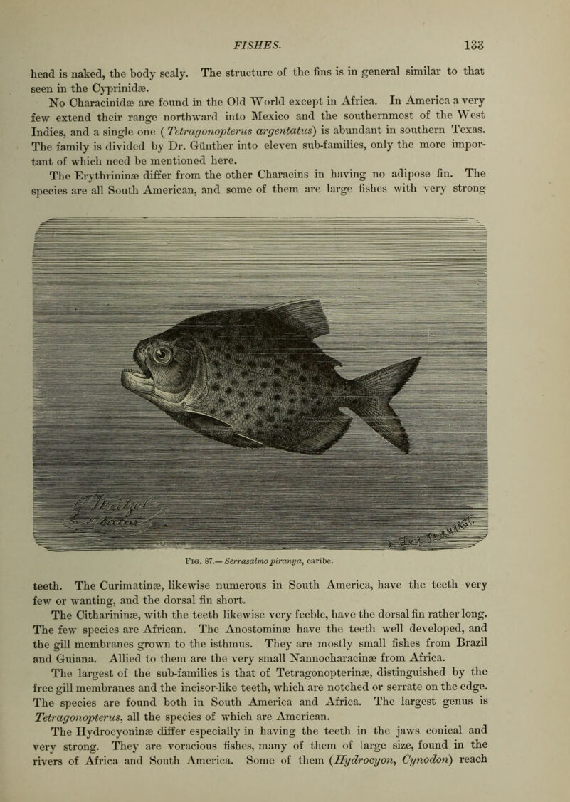 head is naked, the body scaly. The structure of the fins is in general similar to that seen in the Cyprinidae. No Characinidae are found in the Old World except in Africa. In America a very few extend their range northward into Mexico and the southernmost of the West Indies, and a single one (Tetragonopterus argentatus) is abundant in southern Texas. The family is divided by Dr. Gunther into eleven sub-families, only the more impor- tant of which need be mentioned here. The Erythrininae differ from the other Chax-acins in having no adipose fin. The species are all South American, and some of them are large fishes with very strong Fig. 87.— Serrasalmo piranya, caribe. teeth. The Curimatinae, likewise numerous in South America, have the teeth very few or wanting, and the dorsal fin short. The Citharininae, with the teeth likewise very feeble, have the dorsal fin rather long. The few species are African. The Anostominae have the teeth well developed, and the gill membranes grown to the isthmus. They are mostly small fishes from Brazil and Guiana. Allied to them are the very small Nannocharacinae from Africa. The largest of the sub-families is that of Tetragonopterinae, distinguished by the free gill membranes and the incisor-like teeth, which are notched or serrate on the edge. The species are found both in South America and Africa. The largest genus is Tetragonopterus, all the species of which are American. The Hydrocyoninae differ especially in having the teeth in the jaws conical and very strong. They are voracious fishes, many of them of large size, found in the rivers of Africa and South America. Some of them (Ilydrocyon, Cynodon) reach