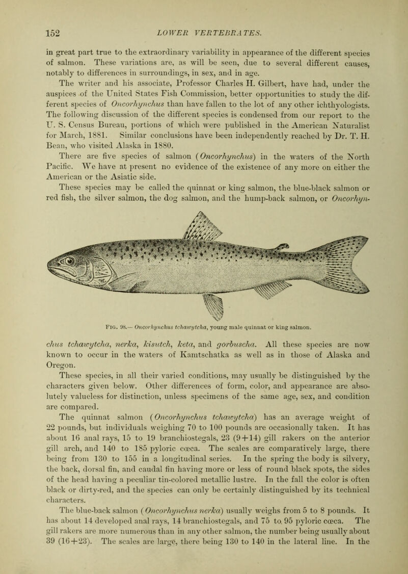 in great part true to the extraordinary variability in appearance of the different species of salmon. These variations are, as will be seen, due to several different causes, notably to differences in surroundings, in sex, and in age. The writer and his associate, Professor Charles H. Gilbert, have had, under the auspices of the United States Fish Commission, better opportunities to study the dif- ferent species of Oncorhynchus than have fallen to the lot of any other ichthyologists. The following discussion of the different species is condensed from our report to the U. S. Census Bureau, portions of which were published in the American Naturalist for March, 1881. Similar conclusions have been independently reached by Dr. T. II. Bean, who visited Alaska in 1880. There are five species of salmon (Oncorhynchus) in the waters of the North Pacific. We have at present no evidence of the existence of any more on either the American or the Asiatic side. These species may be called the quinnat or king salmon, the blue-black salmon or red fish, the silver salmon, the dog salmon, and the hump-back salmon, or Oncorhyn- chus tchawytclia, nerka, kisutch, keta, and gorbuscha. All these species are now known to occur in the waters of Kamtschatka as well as in those of Alaska and Oregon. These species, in all their varied conditions, may usually be distinguished by the characters given below. Other differences of form, color, and appearance are abso- lutely valueless for distinction, unless specimens of the same age, sex, and condition are compared. The quinnat salmon (Oncorhynchus tchawytcha) has an average weight of 22 pounds, but individuals weighing 70 to 100 pounds are occasionally taken. It has about 16 anal rays, 15 to 19 branchiostegals, 23 (9 + 14) gill rakers on the anterior gill arch, and 140 to 185 pyloric coeca. The scales are comparatively large, there being from 130 to 155 in a longitudinal series. In the spring the body is silvery, the back, dorsal fin, and caudal fin having more or less of round black spots, the sides of the head having a peculiar tin-colored metallic lustre. In the fall the color is often black or dirty-red, and the species can only be certainly distinguished by its technical characters. The blue-back salmon ( Oncorhynchus nerka) usually weighs from 5 to 8 pounds. It has about 14 developed anal rays, 14 branchiostegals, and 75 to, 95 pyloric cceca. The gill rakers are more numerous than in any other salmon, the number being usually about 39 (16 + 23). The scales are large, there being 130 to 140 in the lateral line. In the