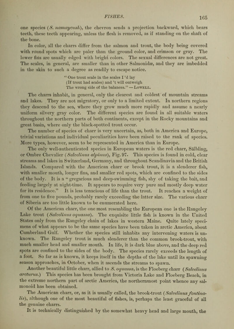 one species (S. namciycitsh), the chevron sends a projection backward, which bears teeth, these teeth appearing, unless the flesh is removed, as if standing on the shaft of the bone. In color, all the charrs differ from the salmon and trout, the body being covered with round spots which are paler than the ground color, and crimson or gray. The lower fiiis are usually edged with bright colors. The sexual differences are not great. The scales, in general, are smaller than in other Salmonidae, and they are imbedded in the skin to such a degree as readily to escape notice. “ One trout scale in the scales I ’d lay (If trout had scales) and’t will outweigh The wrong side of the balances.” —Lowell. The charrs inhabit, in general, only the clearest and coldest of mountain streams and lakes. They are not migratory, or only to a limited extent. In northern regions they descend to the sea, where they grow much more rapidly and assume a nearly uniform silvery gray color. The different species are found in all suitable waters throughout the northern parts of both continents, except in the Rocky mountains and great basin, where only the black-spotted trout occur. The number of species of charr is very uncertain, as, both in America and Europe, trivial variations and individual peculiarities have been raised to the rank of species. More types, however, seem to be represented in America than in Europe. The only well-authenticated species in European waters is the red charr, Salbling, or Ombre Chevalier (Salvelinus alpinus), Fig. 97- This species is found in cold, clear streams and lakes in Switzerland, Germany, and throughout Scandinavia and the British Islands. Compared with the American charr or brook trout, it is a slenderer fish, with smaller mouth, longer fins, and smaller red spots, which are confined to the sides of the body. It is a “gregarious and deep-swimming fish, shy of taking the bait, and feeding largely at night-time. It appears to require very pure and mostly deep water for its residence.” It is less tenacious of life than the trout. It reaches a weight of from one to five pounds, probably rarely exceeding the latter size. The various charr of Siberia are too little known to be enumerated here. Of the American charr, the one most resembling the European one is the Rangeley Lake trout (Salvelinus oquassa). The exquisite little fish is known in the United States only from the Rangeley chain of lakes in western Maine. Quite lately speci- mens of what appears to be the same species have been taken in arctic America, about Cumberland Gulf. Whether the species still inhabits any intervening waters is un- known. The Rangeley trout is much slenderer than the common brook-trout, with much smaller head and smaller mouth. In life, it is dark blue above, and the deep red spots are confined to the sides of the body. The species rarely exceeds the length of a foot. So far as is known, it keeps itself in the depths of the lake until its spawning season approaches, in October, when it ascends the streams to spawn. Another beautiful little charr, allied to 8. oquassa, is the Floeberg charr (Salvelinus arcturus.) This species has been brought from Victoria Lake and Floeberg Beach, in the extreme northern part of arctic America, the northernmost point whence any sal- monoid has been obtained. The American charr, or, as it is usually called, the brook-trout (Salvelinus fontina- lis), although one of the most beautiful of fishes, is, perhaps the least graceful of all the genuine charrs. It is technically distinguished by the somewhat heavy head and large mouth, the