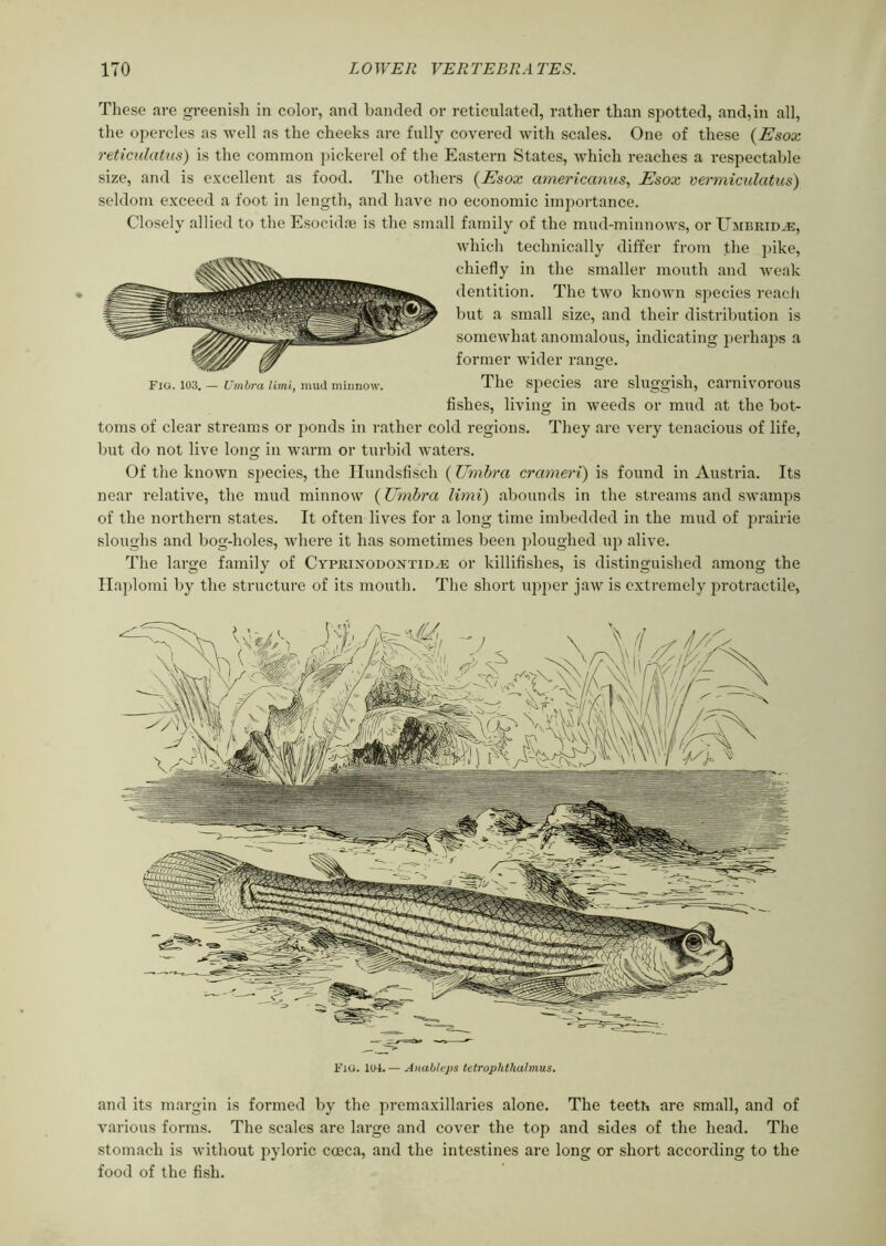 These are greenish in color, and banded or reticulated, rather than spotted, and,in all, the opercles as well as the cheeks are fully covered with scales. One of these (Esox reticulcitus) is the common pickerel of the Eastern States, which reaches a respectable size, and is excellent as food. The others {Esox americanus, Esox vermiculatus) seldom exceed a foot in length, and have no economic importance. Closely allied to the Esocidse is the small family of the mud-minnows, or TTmbrid.45, which technically differ from the pike, chiefly in the smaller mouth and weak dentition. The two known species reach but a small size, and their distribution is somewhat anomalous, indicating perhaps a former wider range. fig. io3. — Umbra limi, mud minnow. The species are sluggish, carnivorous fishes, living in weeds or mud at the bot- toms of clear streams or ponds in rather cold regions. They are very tenacious of life, but do not live long in warm or turbid waters. Of the known species, the Hundsfisch (Umbra crameri) is found in Austria. Its near relative, the mud minnow (Umbra limi) abounds in the streams and swamps of the northern states. It often lives for a long time imbedded in the mud of prairie sloughs and bog-holes, where it has sometimes been ploughed up alive. The large family of Cyprixodontid.e or killifishes, is distinguished among the Haplomi by the structure of its mouth. The short upper jaw is extremely protractile, Fig. 104. — Anableps tetrophtliahnus. and its margin is formed by the premaxillaries alone. The teeth are small, and of various forms. The scales are large and cover the top and sides of the head. The stomach is without pyloric coeca, and the intestines are long or short according to the food of the fish.