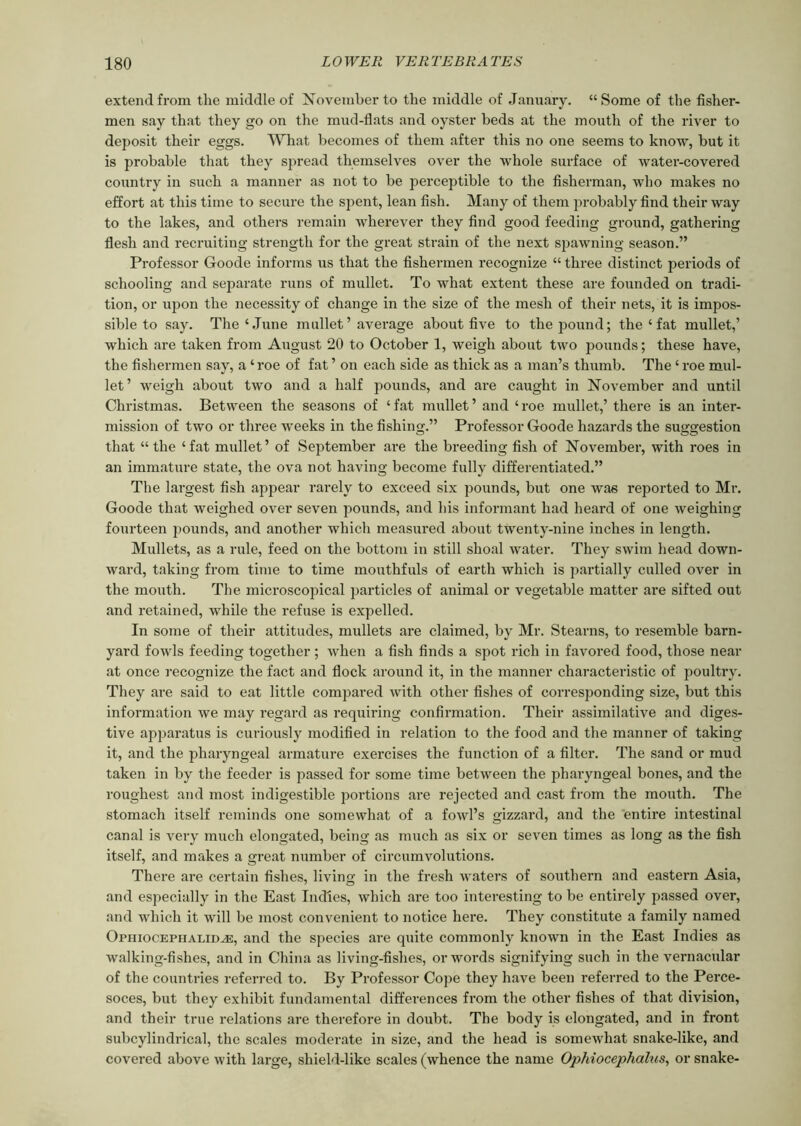 extend from the middle of November to the middle of January. “Some of the fisher- men say that they go on the mud-flats and oyster beds at the mouth of the river to deposit their eggs. What becomes of them after this no one seems to know, but it is probable that they spread themselves over the whole surface of water-covered country in such a manner as not to be perceptible to the fisherman, who makes no effort at this time to secure the spent, lean fish. Many of them probably find their way to the lakes, and others remain wherever they find good feeding ground, gathering flesh and recruiting strength for the great strain of the next spawning season.” Professor Goode informs us that the fishermen recognize “ three distinct periods of schooling and separate runs of mullet. To what extent these are founded on tradi- tion, or upon the necessity of change in the size of the mesh of their nets, it is impos- sible to say. The‘June mullet’average about five to the pound; the ‘ fat mullet,’ which are taken from August 20 to October 1, weigh about two pounds; these have, the fishermen say, a ‘ roe of fat ’ on each side as thick as a man’s thumb. The ‘ roe mul- let’ weigh about two and a half pounds, and are caught in November and until Christmas. Between the seasons of ‘fat mullet’ and ‘roe mullet,’ there is an inter- mission of two or three weeks in the fishing.” Professor Goode hazards the suggestion that “ the ‘fat mullet’ of September are the breeding fish of November, with roes in an immature state, the ova not having become fully differentiated.” The largest fish appear rarely to exceed six pounds, but one was reported to Mr. Goode that weighed over seven pounds, and his informant had heard of one weighing fourteen pounds, and another which measured about twenty-nine inches in length. Mullets, as a rule, feed on the bottom in still shoal water. They swim head down- ward, taking from time to time mouthfuls of earth which is partially culled over in the mouth. The microscopical j^articles of animal or vegetable matter are sifted out and retained, while the refuse is expelled. In some of their attitudes, mullets are claimed, by Mr. Stearns, to resemble barn- yard fowls feeding together ; when a fish finds a spot rich in favored food, those near at once recognize the fact and flock around it, in the manner characteristic of poultry. They are said to eat little compared with other fishes of corresponding size, but this information we may regard as requiring confirmation. Their assimilative and diges- tive apparatus is curiously modified in relation to the food and the manner of taking it, and the pharyngeal armature exercises the function of a filter. The sand or mud taken in by the feeder is passed for some time between the pharyngeal bones, and the roughest and most indigestible portions are rejected and cast from the mouth. The stomach itself reminds one somewhat of a fowl’s gizzard, and the entire intestinal canal is very much elongated, being as much as six or seven times as long as the fish itself, and makes a great number of circumvolutions. There are certain fishes, living in the fresh waters of southern and eastern Asia, and especially in the East Indies, which are too interesting to be entirely passed over, and which it will be most convenient to notice here. They constitute a family named Ophiocephalid^e, and the species are quite commonly known in the East Indies as walking-fishes, and in China as living-fishes, or words signifying such in the vernacular of the countries referred to. By Professor Cope they have been referred to the Perce- soces, but they exhibit fundamental differences from the other fishes of that division, and their true relations are therefore in doubt. The body is elongated, and in front subcylindrical, the scales moderate in size, and the head is somewhat snake-like, and covered above with large, shield-like scales (whence the name Ophiocephalus, or snake-