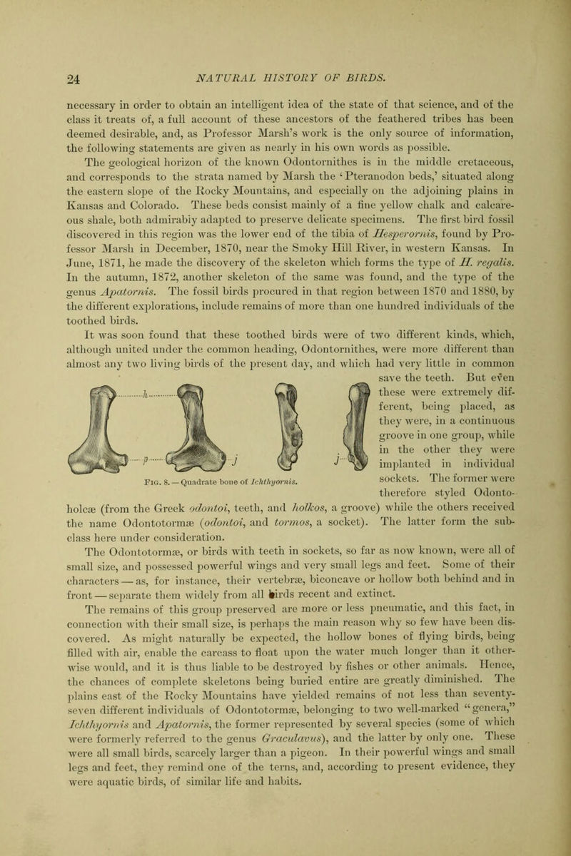 necessary in order to obtain an intelligent idea of the state of that science, and of the class it treats of, a full account of these ancestors of the feathered tribes has been deemed desirable, and, as Professor Marsh’s work is the only source of information, the following statements are given as nearly in his own words as possible. The seoloa'ical horizon of the known Odontornithes is in the middle cretaceous, and corresponds to the strata named by Marsh the ‘ Pteranodon beds,’ situated along the eastern slope of the Rocky Mountains, and especially on the adjoining plains in Kansas and Colorado. These beds consist mainly of a fine yellow chalk and calcare- ous shale, both admirably adapted to preserve delicate specimens. The first bird fossil discovered in this region was the lower end of the tibia of Ilesperornis, found by Pro- fessor Marsh in December, 1870, near the Smoky Hill River, in western Kansas. In June, 1871, he made the discovery of the skeleton which forms the type of H. regalis. In the autumn, 1872, another skeleton of the same Avas found, and the type of the genus Apatornis. The fossil birds procured in that region between 1870 and 1880, by the different explorations, include remains of more than one hundred individuals of the toothed birds. It was soon found that these toothed birds were of two different kinds, Avhich, although united under the common heading, Odontornithes, were more different than almost any two living birds of the present day, and which had very little in common holcce (from the Greek odontoi, teeth, and holkos, a groove) while the others received the name Odontotormae (odontoi, and tormos, a socket). The latter form the sub- class here under consideration. The Odontotormae, or birds with teeth in sockets, so far as hoav known, were all of small size, and possessed powerful wings and very small legs and feet. Some of their characters — as, for instance, their vertebrae, biconcave or hollow both behind and in front — separate them widely from all Ilirds recent and extinct. The remains of this group preserved are more or less pneumatic, and this fact, in connection Avith their small size, is perhaps the main reason why so few haAre been dis- covered. As might naturally be expected, the hollow bones of flying birds, being filled with air, enable the carcass to float upon the water much longer than it other- wise would, and it is thus liable to be destroyed by fishes or other animals. Hence, the chances of complete skeletons being buried entire are greatly diminished. Ihe plains east of the Rocky Mountains have yielded remains of not less than seventy- seven different individuals of Odontotormae, belonging to two well-marked “genera,” Ichthyornis and Apatornis, the former represented by several species (some of Avhich Avere formerly referred to the genus Graculavus), and the latter by only one. 1 hese Avere all small birds, scarcely larger than a pigeon. In their powerful Avings and small legs and feet, they remind one of the terns, and, according to present evidence, they were aquatic birds, of similar life and habits. Fig. 8. — Quadrate bone of Ichthyornis. save the teeth. But even these were extremely dif- ferent, being placed, as they were, in a continuous groove in one group, Avliile in the other they were implanted in individual sockets. The former were therefore styled Odonto-