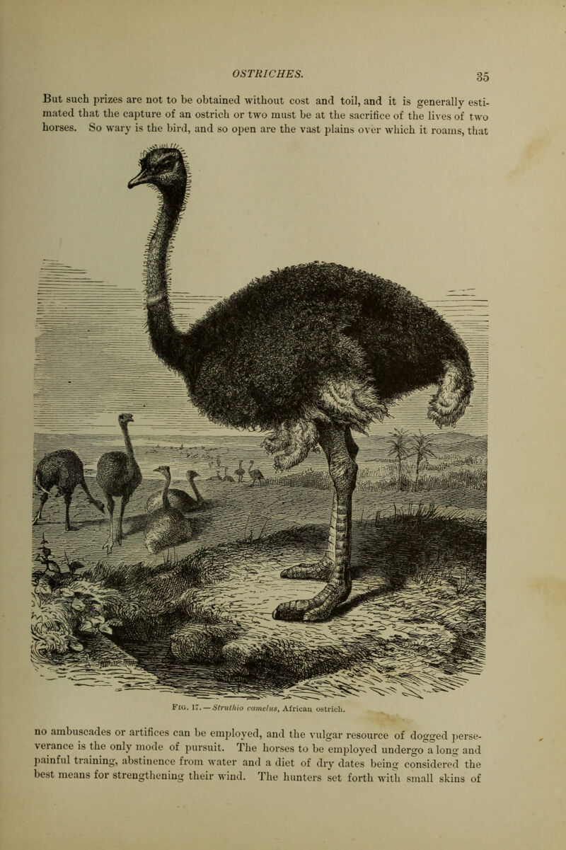 But such prizes are not to be obtained without cost and toil, and it is generally esti- mated that the capture of an ostrich or two must be at the sacrifice of the lives of two horses. So wary is the bird, and so open are the vast plains over which it roams, that Fig. 17. — Strutkio camelus, African ostrich. no ambuscades 01 artifices can be employed, and the vulgar resource of dodged perse- verance is the only mode of pursuit. The horses to be employed undergo a long and painful training, abstinence from water and a diet of dry dates being considered the best means for strengthening their wind. The hunters set forth with small skins of