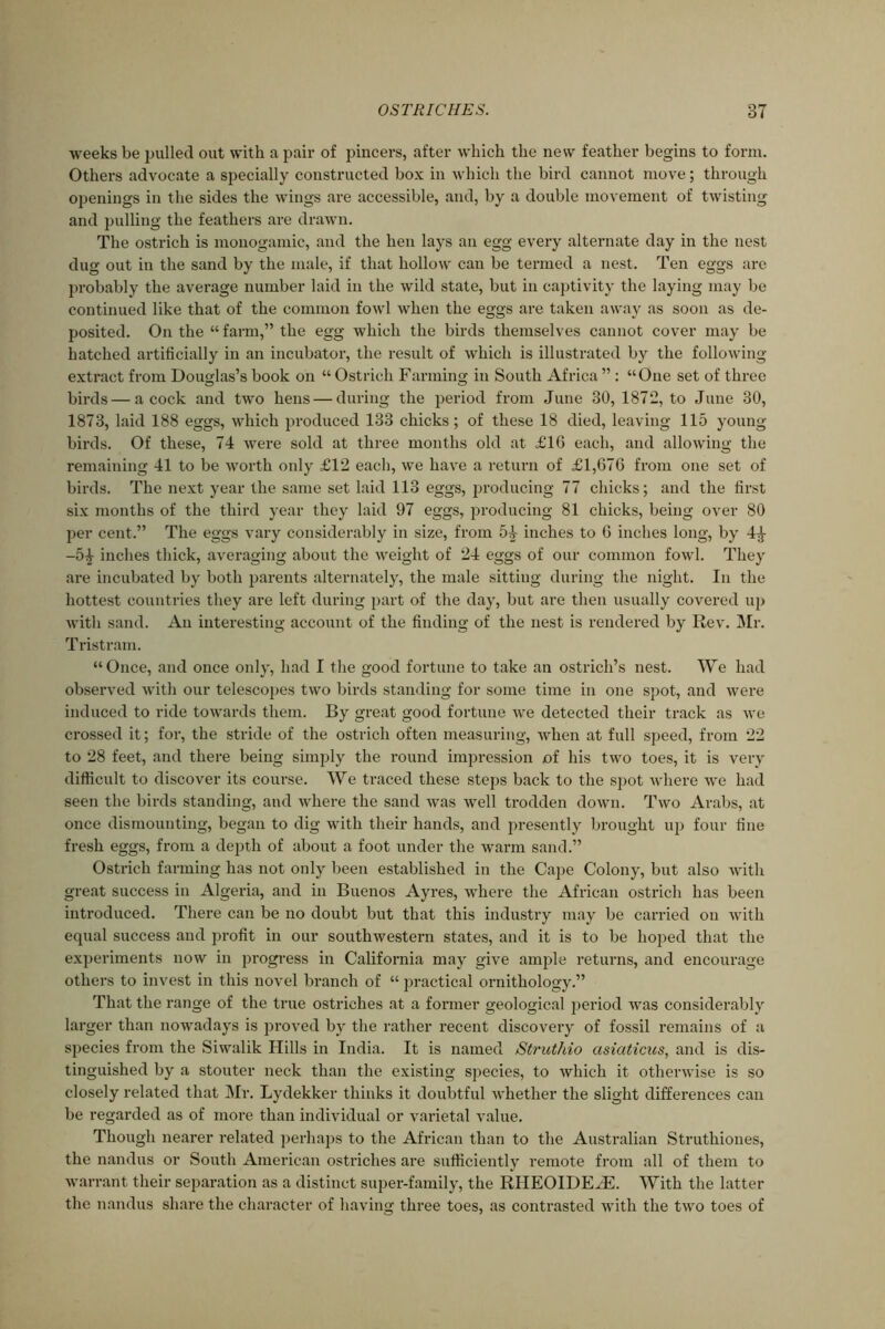 weeks be pulled out with a pair of pincers, after which the new feather begins to form. Others advocate a specially constructed box in which the bird cannot move; through openings in the sides the wings are accessible, and, by a double movement of twisting and pulling the feathers are drawn. The ostrich is monogamic, and the hen lays an egg every alternate day in the nest dug out in the sand by the male, if that hollow can be termed a nest. Ten eggs are probably the average number laid in the wild state, but in captivity the laying may be continued like that of the common fowl when the eggs are taken away as soon as de- posited. On the “ farm,” the egg which the birds themselves cannot cover may be hatched artificially in an incubator, the result of which is illustrated by the following- extract from Douglas’s book on “ Ostrich Farming in South Africa ” : “One set of three birds — acock and two hens — during the period from June 30, 1872, to June 30, 1873, laid 188 eggs, which produced 133 chicks; of these 18 died, leaving 115 young- birds. Of these, 74 were sold at three months old at £10 each, and allowing the remaining 41 to be worth only £12 each, we have a return of £1,676 from one set of birds. The next year the same set laid 113 eggs, producing 77 chicks; and the first six months of the third year they laid 97 eggs, producing 81 chicks, being over 80 per cent.” The eggs vary considerably in size, from 54 inches to 6 inches long, by 44 -54 inches thick, averaging about the weight of 24 eggs of our common fowl. They are incubated by both parents alternately, the male sitting during the night. In the hottest countries they are left during part of the day, but are then usually covered up with sand. An interesting account of the finding of the nest is rendered by Rev. Mr. Tristram. “ Once, and once only, had I the good fortune to take an ostrich’s nest. We had observed with our telescopes two birds standing for some time in one spot, and were induced to ride towards them. By great good fortune we detected their track as we crossed it; for, the stride of the ostrich often measuring, when at full speed, from 22 to 28 feet, and there being simply the round impression of his two toes, it is very difficult to discover its course. We traced these steps back to the spot where we had seen the birds standing, and where the sand was well trodden down. Two Arabs, at once dismounting, began to dig with their hands, and presently brought up four fine fresh eggs, from a depth of about a foot under the warm sand.” Ostrich farming has not only been established in the Cape Colony, but also with great success in Algeria, and in Buenos Ayres, where the African ostrich has been introduced. There can be no doubt but that this industry may be carried on with equal success and profit in our southwestern states, and it is to be hoped that the experiments now in progress in California may give ample returns, and encourage others to invest in this novel branch of “ practical ornithology.” That the range of the true ostriches at a former geological period was considerably larger than nowadays is proved by the rather recent discovery of fossil remains of a species from the Siwalik Hills in India. It is named Struthio asiaticus, and is dis- tinguished by a stouter neck than the existing species, to which it otherwise is so closely related that Mr. Lydekker thinks it doubtful whether the slight differences can be regarded as of more than individual or varietal value. Though nearer related perhaps to the African than to the Australian Struthiones, the nandus or South American ostriches are sufficiently remote from all of them to warrant their separation as a distinct super-family, the RHEOIDEHL With the latter the nandus share the character of having three toes, as contrasted with the two toes of