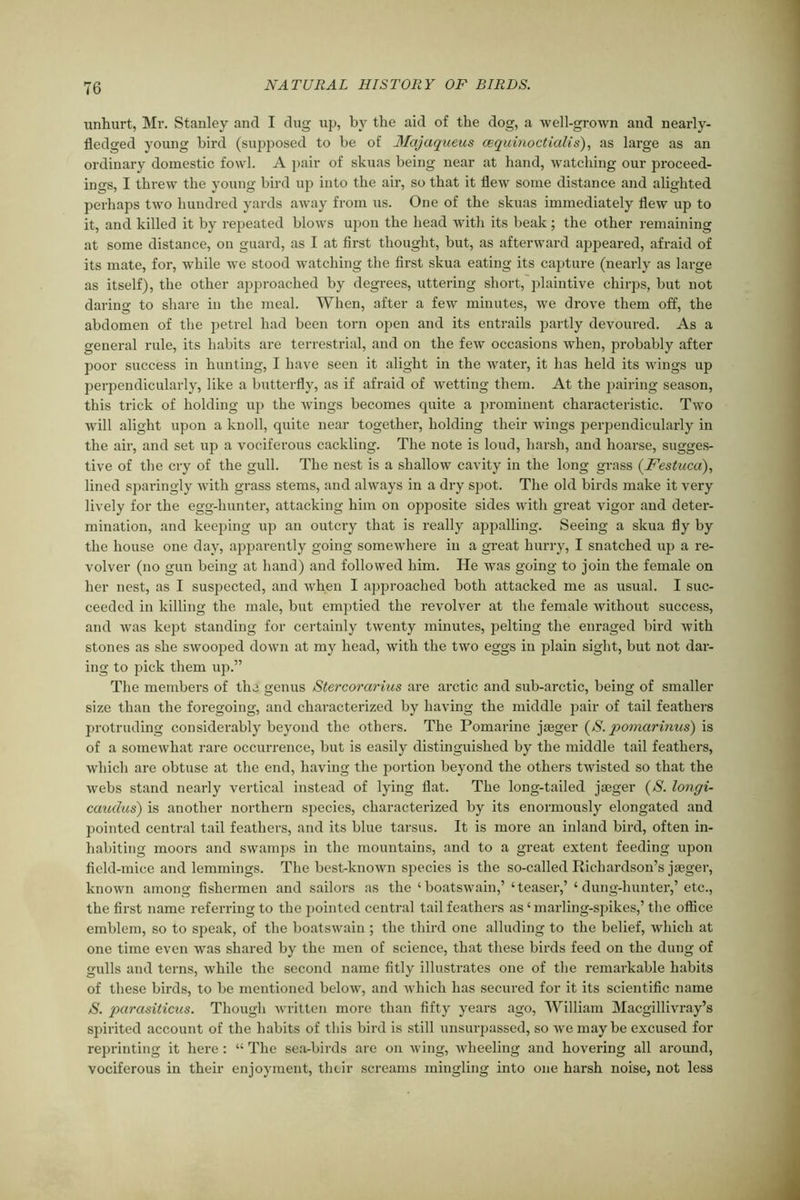 unhurt, Mr. Stanley and I dug up, by the aid of the dog, a well-grown and nearly- fledged young bird (supposed to be of Majaqueus cequinoctialis), as large as an ordinary domestic fowl. A pair of skuas being near at hand, wratching our proceed- ings, I threw the young bird up into the air, so that it flew some distance and alighted perhaps two hundred yards away from us. One of the skuas immediately flew up to it, and killed it by repeated blows upon the head with its beak; the other remaining at some distance, on guard, as I at first thought, but, as afterward appeared, afraid of its mate, for, while we stood watching the first skua eating its capture (nearly as large as itself), the other approached by degrees, uttering short, plaintive chirps, but not daring to share in the meal. When, after a few minutes, we drove them off, the abdomen of the petrel had been torn open and its entrails partly devoured. As a general rule, its habits are terrestrial, and on the few occasions when, probably after poor success in hunting, I have seen it alight in the water, it has held its wings up perpendicularly, like a butterfly, as if afraid of wetting them. At the pairing season, this trick of holding up the wings becomes quite a prominent characteristic. Two will alight upon a knoll, quite near together, holding their wings perpendicularly in the air, and set up a vociferous cackling. The note is loud, harsh, and hoarse, sugges- tive of the cry of the gull. The nest is a shallow cavity in the long grass (Festuca), lined sparingly with grass stems, and always in a dry spot. The old birds make it very lively for the egg-hunter, attacking him on opposite sides with great vigor and deter- mination, and keeping up an outcry that is really appalling. Seeing a skua fly by the house one day, apparently going somewhere in a great hurry, I snatched up a re- volver (no gun being at hand) and followed him. He was going to join the female on her nest, as I suspected, and when I approached both attacked me as usual. I suc- ceeded in killing the male, but emptied the revolver at the female without success, and was kept standing for certainly twenty minutes, pelting the enraged bird with stones as she swooped down at my head, with the two eggs in plain sight, but not dar- ing to pick them up.” The members of the genus Stercorarius are arctic and sub-arctic, being of smaller size than the foregoing, and characterized by having the middle pair of tail feathers protruding considerably beyond the others. The Pomarine jaeger (S. pomarinus) is of a somewhat rare occurrence, but is easily distinguished by the middle tail feathers, which are obtuse at the end, having the jDortion beyond the others twisted so that the webs stand nearly vertical instead of lying flat. The long-tailed jaeger (S. longi- caudus) is another northern species, characterized by its enormously elongated and pointed central tail feathers, and its blue tarsus. It is more an inland bird, often in- habiting moors and swamps in the mountains, and to a great extent feeding upon field-mice and lemmings. The best-known species is the so-called Richardson’s jaeger, known among fishermen and sailors as the ‘boatswain,’ ‘teaser,’ ‘dung-hunter,’ etc., the first name referring to the pointed central tail feathers as ‘ marling-spikes,’ the office emblem, so to speak, of the boatswain ; the third one alluding to the belief, which at one time even was shared by the men of science, that these birds feed on the dung of gulls and terns, while the second name fitly illustrates one of the remarkable habits of these birds, to be mentioned below, and which has secured for it its scientific name S. parasiticus. Though written more than fifty years ago, William Macgillivray’s spirited account of the habits of this bird is still unsurpassed, so we maybe excused for reprinting it here : “ The sea-birds are on wing, wheeling and hovering all around, vociferous in their enjoyment, their screams mingling into one harsh noise, not less