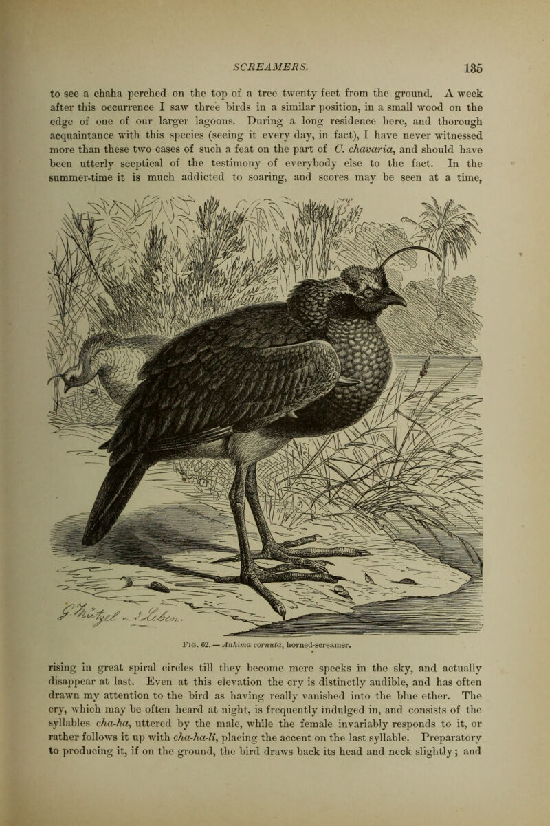 to see a chaha perched on the top of a tree twenty feet from the ground, A week after this occurrence I saw three birds in a similar position, in a small wood on the edge of one of our larger lagoons. During a long residence here, and thorough acquaintance with this species (seeing it every day, in fact), I have never witnessed more than these two cases of such a feat on the part of C. chavaria, and should have been utterly sceptical of the testimony of everybody else to the fact. In the summer-time it is much addicted to soaring, and scores may be seen at a time, Fig. 62. — Anhima cornuta, homed-screamer. rising in great spiral circles till they become mere specks in the sky, and actually disappear at last. Even at this elevation the cry is distinctly audible, and has often drawn my attention to the bird as having really vanished into the blue ether. The cry, which may be often heard at night, is frequently indulged in, and consists of the syllables cha-ha, uttered by the male, while the female invariably responds to it, or rather follows it up with cha-ha-li, placing the accent on the last syllable. Preparatory to producing it, if on the ground, the bird draws back its head and neck slightly; and