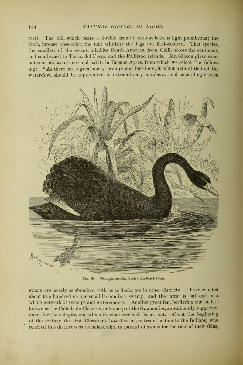 trast. The bill, which beai’s a double frontal knob at base, is light plumbeous; the knob, intense rose-color, the nail whitish; the legs are flesh-colored. This species, the smallest of the swans, inhabits South America, from Chili, across the continent, and southward to Tierra del Fuego and the Falkland Islands. Mr. Gibson gives some notes on its occurrence and habits in Buenos Ayres, from which we select the follow- ing : “ As there are a great many swamps and fens here, it is but natural that all the ■water-fowl should be represented in extraordinary numbers; and accordingly even Fig. 69. — Chenopis atrata, Australian black swan. swans are nearly as abundant with us as ducks are in other districts. I have counted about two hundred on one small lagoon in a swamp; and the latter is but one in a whole network of swamps and watercourses. Another great fen, bordering our land, is known as the Canada de Cisneros, or Swamp of the Swanneries, an eminently suggestive name for the oologist, one which its character well bears out. About the beginning of the century, the first Christians (so-called in contradistinction to the Indians) who reached this district were Gauchos, who, in pursuit of swans for the sake of their skins,