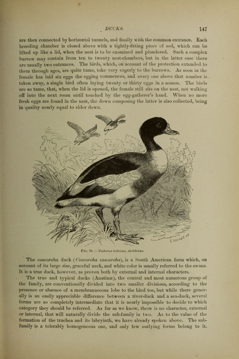 are then connected by horizontal tunnels, and dually with the common entrance. Each breeding chamber is closed above with a tightly-fitting piece of sod, which can be lifted up like a lid, when the nest is to be examined and plundered. Such a complex burrow may contain from ten to twenty nest-chambers, but in the latter case there are usually two entrances. The birds, which, on account of the protection extended to them through ages, are quite tame, take very eagerly to the burrows. As soon as the female has laid six eggs the egging commences, and every one above that number is taken away, a single bird often laying twenty or thirty eggs in a season. The birds are so tame, that, when the lid is opened, the female still sits on the nest, not walking off into the next room until touched by the egg-gatherer’s hand. When no more fresh eggs are found in the nest, the down composing the latter is also collected, being in quality nearly equal to eider down. Fig. 70. — Tadorna trulorna, sheldrake. The coscoroba duck (Coscoroba coscoroba), is a South American form which, on account of its large size, graceful neck, and white color is usually referred to the swans. It is a true duck, however, as proven both by external and internal characters. The true and typical ducks (Anatinae), the central and most numerous group of the family, are conventionally divided into two smaller divisions, according to the presence or absence of a membranaceous lobe to the hind toe, but while there gener- ally is an easily appreciable difference between a river-duck and a sea-duck, several forms are so completely intermediate that it is nearly impossible to decide to which category they should be referred. As far as we know, there is no character, external or internal, that will naturally divide the sub-family in two. As to the value of the formation of the trachea and its labryinth, we have already spoken above. The sub- family is a tolerably homogeneous one, and only few outlyiug forms belong to it.