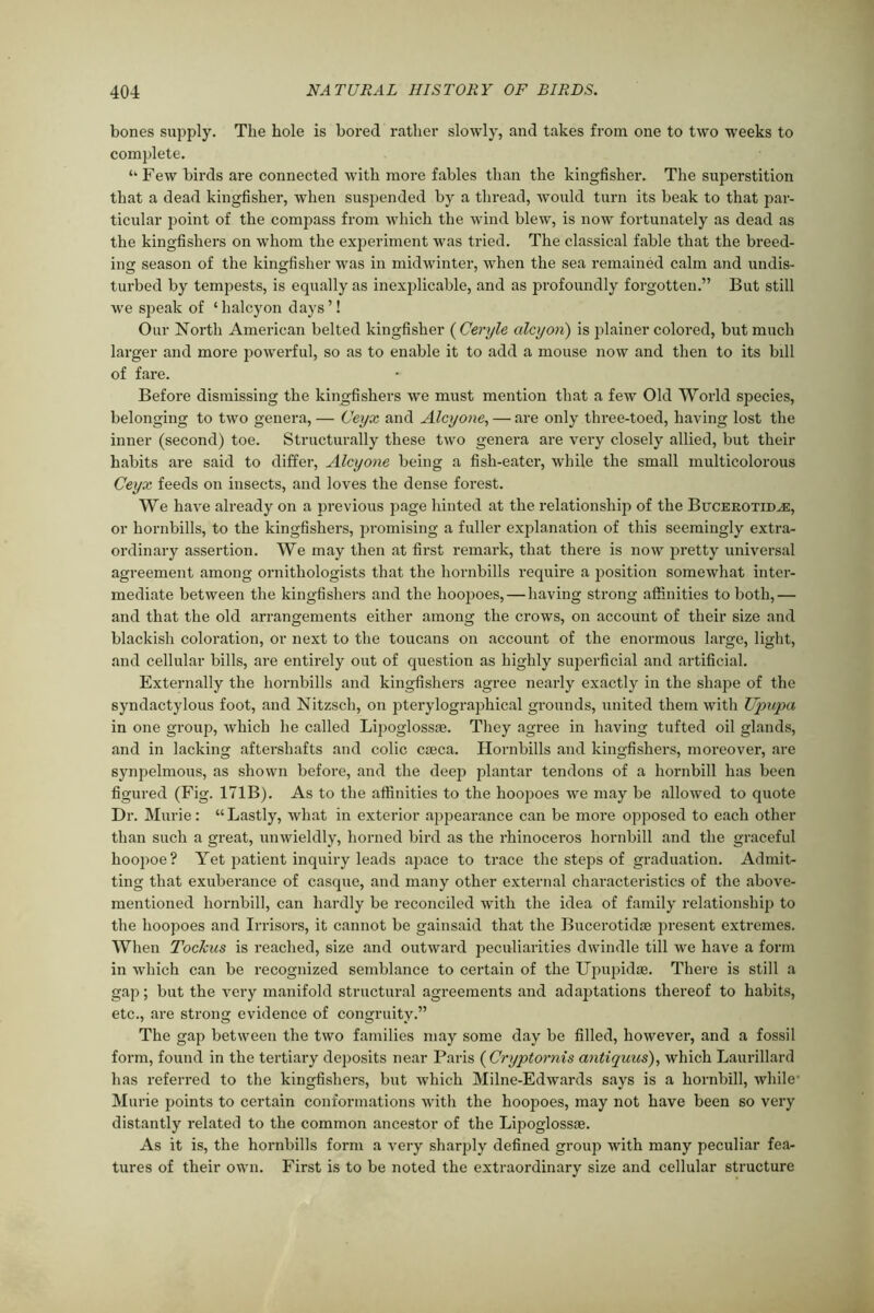 bones supply. The hole is bored rather slowly, and takes from one to two weeks to complete. “ Few birds are connected with more fables than the kingfisher. The superstition that a dead kingfisher, when suspended by a thread, would turn its beak to that par- ticular point of the compass from which the wind blew, is now fortunately as dead as the kingfishers on whom the experiment was tried. The classical fable that the breed- ing season of the kingfisher was in midwinter, when the sea remained calm and undis- turbed by tempests, is equally as inexplicable, and as profoundly forgotten.” But still we speak of ‘halcyon days’! Our North American belted kingfisher (Ceryle alcyon) is plainer colored, but much larger and more powerful, so as to enable it to add a mouse now and then to its bill of fare. Before dismissing the kingfishers we must mention that a few Old World species, belonging to two genera,— Ceyx and Alcyone, — are only three-toed, having lost the inner (second) toe. Structurally these two genera are very closely allied, but their habits are said to differ, Alcyone being a fish-eater, while the small multicolorous Ceyx feeds on insects, and loves the dense forest. We have already on a previous page hinted at the relationship of the Bucerotid^e, or hornbills, to the kingfishers, promising a fuller explanation of this seemingly extra- ordinary assertion. We may then at first remark, that there is now pretty universal agreement among ornithologists that the hornbills require a position somewhat inter- mediate between the kingfishers and the hoopoes, — having strong affinities to both,— and that the old arrangements either among the crows, on account of their size and blackish coloration, or next to the toucans on account of the enormous large, light, and cellular bills, are entirely out of question as highly superficial and artificial. Externally the hornbills and kingfishers agree nearly exactly in the shape of the syndactylous foot, and Nitzsch, on pterylographical grounds, united them with TIpupa in one group, which he called Lipoglossae. They agree in having tufted oil glands, and in lacking aftershafts and colic caeca. Hornbills and kingfishers, moreover, are synpelmous, as shown before, and the deep plantar tendons of a hornbill has been figured (Fig. 171B). As to the affinities to the hoopoes we may be allowed to quote Dr. Murie: “ Lastly, what in exterior appearance can be more opposed to each other than such a great, unwieldly, horned bird as the rhinoceros hornbill and the graceful hoopoe? Yet patient inquiry leads aj)ace to trace the steps of graduation. Admit- ting that exuberance of casque, and many other external characteristics of the above- mentioned hornbill, can hardly be reconciled with the idea of family relationship to the hoopoes and Irrisors, it cannot be gainsaid that the Bucerotidae present extremes. When Tockus is reached, size and outward peculiarities dwindle till we have a form in which can be recognized semblance to certain of the Upupidae. There is still a gap; but the very manifold structural agreements and adaptations thereof to habits, etc., are strong evidence of congruity.” The gap between the two families may some day be filled, however, and a fossil form, found in the tertiary deposits near Paris ( Cryptornis antiquus), which Laurillard has referred to the kingfishers, but which Milne-Edwards says is a hornbill, while Murie points to certain conformations with the hoopoes, may not have been so very distantly related to the common ancestor of the Lipoglossae. As it is, the hornbills form a very sharply defined group with many peculiar fea- tures of their own. First is to be noted the extraordinary size and cellular structure
