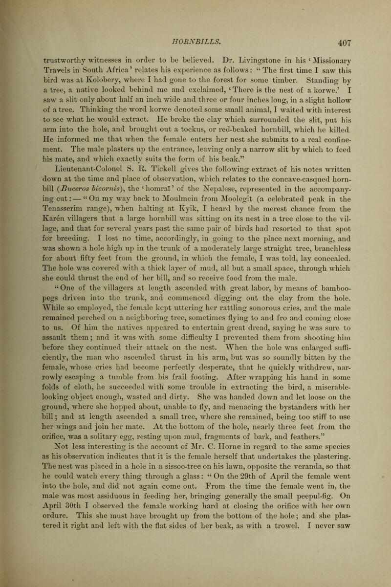 trustworthy witnesses in order to be believed. Dr. Livingstone in his ‘ Missionary Travels in South Africa’ relates his experience as follows: “ The first time I saw this bird was at Kolobery, where I had gone to the forest for some timber. Standing by a tree, a native looked behind me and exclaimed, ‘ There is the nest of a konve.’ I saw a slit only about half an inch wide and three or four inches long, in a slight hollow of a tree. Thinking the word korwe denoted some small animal, I waited with interest to see what he would extract. He broke the clay which surrounded the slit, put his arm into the hole, and brought out a tockus, or red-beaked hornbill, which he killed. He informed me that when the female enters her nest she submits to a real confine- ment. The male plasters up the entrance, leaving only a narrow slit by which to feed his mate, and which exactly suits the form of his beak.” Lieutenant-Colonel S. R. Tickell gives the following extract of his notes written down at the time and place of observation, which relates to the concave-casqued horn- bill (JBuceros bicornis), the ‘homral’ of the Nepalese, represented in the accompany- ing cut: — “ On my way back to Moulmein from Moolegit (a celebrated peak in the Tenasserim range), when halting at Kyik, I heard by the merest chance from the Karen villagers that a large hornbill was sitting on its nest in a tree close to the vil- lage, and that for several years past the same pair of birds had resorted to that spot for breeding. I lost no time, accordingly, in going to the place next morning, and was shown a hole high up in the trunk of a moderately large straight tree, branchless for about fifty feet from the ground, in which the female, I was told, lay concealed. The hole was covered with a thick layer of mud, all but a small space, through which she could thrust the end of her bill, and so receive food from the male. “ One of the villagers at length ascended with great labor, by means of bamboo- pegs driven into the trunk, and commenced digging out the clay from the hole. While so employed, the female kept uttering her rattling sonorous cries, and the male remained perched on a neighboring tree, sometimes flying to and fro and coming close to us. Of him the natives appeared to entertain great dread, saying he was sure to assault them; and it was with some difficulty I prevented them from shooting him before they continued their attack on the nest. When the hole was enlarged suffi- ciently, the man who ascended thrust in his arm, but was so soundly bitten by the female, whose cries had become perfectly desperate, that he quickly withdrew, nar- rowly escaping a tumble from his frail footing. After wrapping his hand in some folds of cloth, he succeeded with some trouble in extracting the bird, a miserable- looking object enough, wasted and dirty. She was handed down and let loose on the ground, where she hopped about, unable to fly, and menacing the bystanders with her bill; and at length ascended a small tree, where she remained, being too stiff to use her wings and join her mate. At the bottom of the hole, nearly three feet from the orifice, was a solitary egg, resting upon mud, fragments of bark, and feathers.” Not less interesting is the account of Mr. C. Horne in regard to the same species as his observation indicates that it is the female herself that undertakes the plastering. The nest was placed in a hole in a sissoo-tree on his lawn, opposite the veranda, so that he could watch every thing through a glass: “ On the 29th of April the female went into the hole, and did not again come out. From the time the female went in, the male was most assiduous in feeding her, bringing generally the small peepul-fig. On April 30th I observed the female working hard at closing the orifice with her own ordure. This she must have brought up from the bottom of the hole; and she plas- tered it right and left with the flat sides of her beak, as with a trowel. I never saw