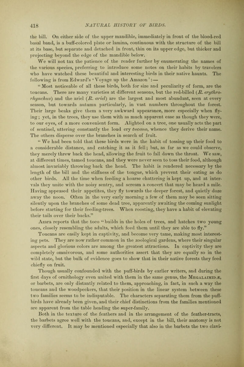 the bill. On either side of the upper mandible, immediately in front of the blood-red basal band, is a buff-colored plate or lamina, continuous with the structure of the bill at its base, but separate and detached in front, thin on its upper edge, but thicker and projecting beyond the edge of the mandible below. We will not tax the patience of the reader further by enumerating the names of the various species, preferring to introduce some notes on their habits by travelers who have watched these beautiful and interesting birds in their native haunts. The following is from Edward’s ‘Voyage up the Amazon ’: — “ Most noticeable of all these birds, both for size and peculiarity of form, are the toucans. There are many varieties at different seasons, but the red-billed (H. erytkro- rhynchus) and the ariel (li. arid) are the largest and most abundant, seen at every season, but towards autumn particularly, in vast numbers throughout the forest. Their large beaks give them a very awkward appearance, more especially when fly- ing ; yet, in the trees, they use them with as much apparent ease as though they were, to our eyes, of a more convenient form. Alighted on a tree, one usually acts the part of sentinel, uttering constantly the loud cry tucano, whence they derive their name. The others disperse over the branches in search of fruit. “ We had been told that these birds were in the habit of tossing up their food to a considerable distance, and catching it as it fell; but, as far as we could observe, they merely threw back the head, allowing the fruit to fall down the throat. We saw, at different times, tamed toucans, and they were never seen to toss their food, although almost invariably throwing back the head. The habit is rendered necessary by the length of the bill and the stiffness of the tongue, which prevent their eating as do other birds. All the time when feeding a hoarse chattering is kept up, and at inter- vals they unite with the noisy sentry, and scream a concert that may be heard a mile. Having appeased their appetites, they fly towards the deeper forest, and quietly doze away the noon. Often in the very early morning a few of them may be seen sitting silently upon the branches of some dead tree, apparently awaiting the coming sunlight before starting for their feeding-trees. When roosting, they have a habit of elevating their tails over their backs.” Azara reports that the toco “ builds in the holes of trees, and hatches two young ones, closely resembling the adults, which feed them until they are able to fly.” Toucans are easily kept in captivity, and become very tame, making most interest- ing pets. They are now rather common in the zoological gardens, where their singular aspects and glorious colors are among the greatest attractions. In captivity they are completely omnivorous, and some authorities assert that they are equally so in the wild state, but the bulk of evidence goes to show that in their native forests they feed chiefly on fruit. Though usually confounded with the puff-birds by earlier writers, and during the first days of ornithology even united with them in the same genus, the Megalaimid^e, or barbets, are only distantly related to them, approaching, in fact, in such a way the toucans and the woodpeckers, that their position in the linear system between these two families seems to be indisputable. The characters separating them from the puff- birds have already been given, and their chief distinctions from the families mentioned are apparent from the table heading the super-family. Both in the texture of the feathers and in the arrangement of the feather-tracts, the barbets agree well with the toucans, and, except in the bill, their anatomy is not very different. It may be mentioned especially that also in the barbets the two clavi-