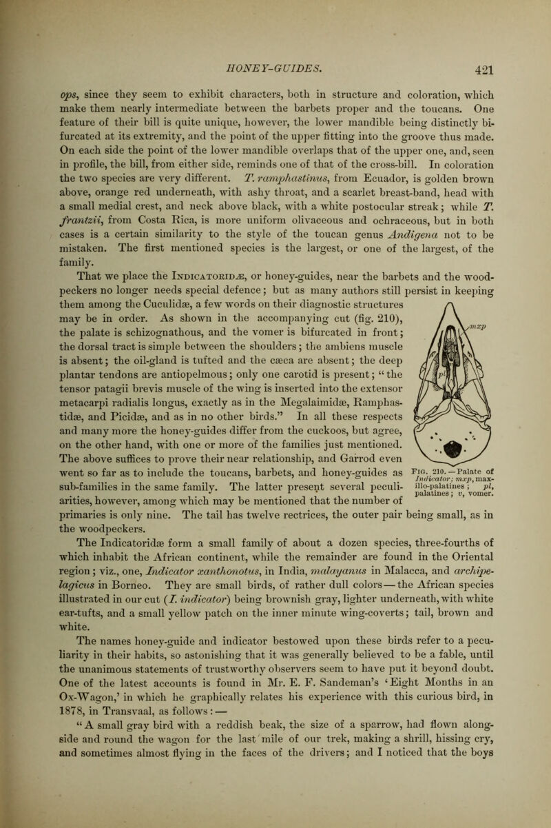 ops, since they seem to exhibit characters, both in structure and coloration, which make them nearly intermediate between the barbets proper and the toucans. One featux-e of their bill is quite unique, however, the lower mandible being distinctly bi- furcated at its extremity, and the point of the upper fitting into the groove thus made. On each side the point of the lower mandible overlaps that of the upper one, and, seen in profile, the bill, from either side, reminds one of that of the cross-bill. In coloration the two species are very different. T. ramphastinus, from Ecuador, is golden brown above, orange red underneath, with ashy throat, and a scarlet breast-band, head with a small medial crest, and neck above black, with a white postocular streak; while T. frantzii, from Costa Rica, is more uniform olivaceous and ochraceous, but in both cases is a certain similarity to the style of the toucan genus Andigena not to be mistaken. The first mentioned species is the largest, or one of the largest, of the family. That we place the Indicatoridjs, or honey-guides, near the barbets and the wood- peckers no longer needs special defence; but as many authors still persist in keeping them among the Cuculidas, a few words on their diagnostic structures may be in order. As shown in the accompanying cut (fig. 210), the palate is schizognathous, and the vomer is bifurcated in front; the dorsal tract is simple between the shoulders; the ambiens muscle is absent; the oil-gland is tufted and the caeca are absent; the deep plantar tendons are antiopelmous; only one carotid is present; “ the tensor patagii brevis muscle of the wing is inserted into the extensor metacarpi radialis longus, exactly as in the Megalaimidae, Ramphas- tidae, and Picidae, and as in no other birds.” In all these respects and many more the honey-guides differ from the cuckoos, but agree, on the other hand, with one or more of the families just mentioned. The above suffices to prove their near relationship, and Gafrod even went so far as to include the toucans, barbets, and lioney-guides as fig. 210.—Palate of 1 . Indicator; mxp, max- sub-families in the same family. The latter present several peculi- iiio-paiatines; pi, . J 1 A palatines; v, vomer. arities, however, among which may be mentioned that the number of primaries is only nine. The tail has twelve rectrices, the outer pair being small, as in the woodpeckers. The Indicatoridoe form a small family of about a dozen species, three-fourths of which inhabit the African continent, while the remainder are found in the Oriental region; viz., one, Indicator xanthonotus, in India, nialayanus in Malacca, and archipe- lagicus in Borneo. They are small birds, of rather dull colors—the African species illustrated in our cut (I. indicator) being brownish gray, lighter underneath, with white ear-tufts, and a small yellow patch on the inner minute wing-coverts; tail, brown and white. The names honey-guide and indicator bestowed upon these birds refer to a pecu- liarity in their habits, so astonishing that it was generally believed to be a fable, until the unanimous statements of trustworthy observers seem to have put it beyond doubt. One of the latest accounts is found in Mi-. E. F. Sandeman’s ‘ Eight Months in an Ox-Wagon,’ in which he graphically relates his experience with this curious bird, in 1878, in Transvaal, as follows : — “ A small gray bird with a reddish beak, the size of a sparrow, had flown along- side and round the wagon for the last mile of our trek, making a shrill, hissing cry, and sometimes almost flying in the faces of the drivers; and I noticed that the boys