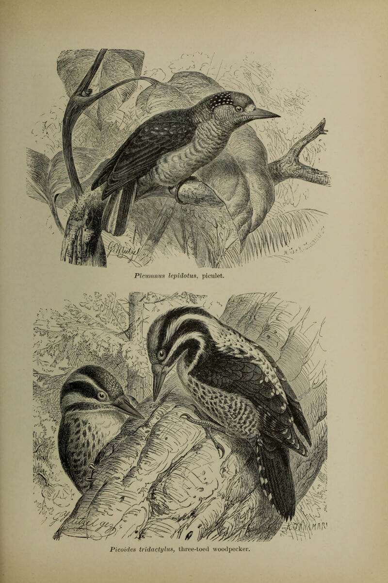 Picumnus lepidotus, piculet. Picoides tridactylus, three-toed woodpecker.