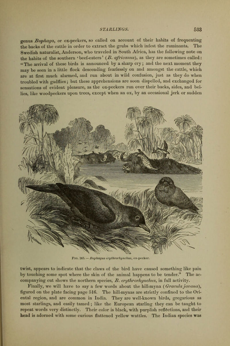 genus Buphaga, or ox-peckers, so called on account of their habits of frequenting the backs of the cattle in order to extract the grubs which infest the ruminants. The Swedish naturalist, Anderson, who traveled in South Africa, has the following note on the habits of the southern ‘beef-eaters’ (B. africanus), as they are sometimes called: “ The arrival of these birds is announced by a sharp cry; and the next moment they may be seen in a little Hock descending fearlessly on and amongst the cattle, which are at first much alarmed, and run about in wild confusion, just as they do when troubled with gadflies; but these apprehensions are soon dispelled, and exchanged for sensations of evident pleasure, as the ox-peckers run over their backs, sides, and bel- lies, like woodpeckers upon trees, except when an ox, by an occasional jerk or sudden Fig. 265. — Buphagus erythrorhynchus, ox-pecker. twist, appears to indicate that the claws of the bird have caused something like pain by touching some spot where the skin of the animal happens to be tender.” The ac- companying cut shows the northern species, B. erythrorhynchus, in full activity. Finally, we will have to say a few words about the hill-myna ( Gracula javana), figured on the plate facing page 516. The hill-mynas are strictly confined to the Ori- ental region, and are common in India. They are well-known birds, gregarious as most starlings, and easily tamed; like the European starling they can be taught to repeat words very distinctly. Their color is black, with purplish reflections, and their head is adorned with some curious flattened yellow wattles. The Indian species was