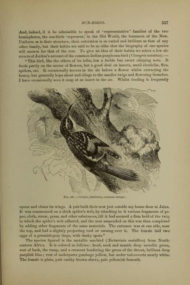 SUN-BIEDS. 53T And, indeed, if it be admissible to speak of ‘representative’ families of the two hemispheres, the sun-birds ‘represent,’ in the Old World, the hummers of the New. Uniform as is their structure, their coloration is as varied and brilliant as that of any other family, but their habits are said to be so alike that the biography of one species will answer for that of the rest. To give an idea of their habits we select a few ab- stracts of Jerdon’s account of the common Indian purple sun-bird ( Cinnyris asiatica): — “ This bird, like the others of its tribe, has a feeble but sweet chirping note. It feeds partly on the nectar of flowers, but a good deal on insects, small cicadellae, flies, spiders, etc. It occasionally hovers in the air before a flower whilst extracting the honey, but generally hops about and clings to the smaller twigs and flowering branches. I have occasionally seen it snap at an insect in the air. Whilst feeding it frequently Fie. 267.— Certlua familiaris, common creeper. opens and closes its wings. A pair built their nest just outside my house door at Jalna. It was commenced on a thick spider’s web, by attaching to it various fragments of pa- per, cloth, straw, grass, and other substances, till it had secured a firm hold of the twig to which the spider’s web adhered, and the nest suspended on this was then completed by adding other fragments of the same materials. The entrance was at one side, near the top, and had a slightly projecting roof or awning over it. The female laid two eggs of a greenish-gray tinge, with dusky spots.” The species figured is the metallic sun-bird (JVectarinia metallica) from North- eastern Africa. It is colored as follows: head, neck and mantle deep metallic green, rest of back, the rump, and a crescent bordering the green of the throat, brilliant deep purplish blue ; rest of underparts gamboge yellow, but under tail-coverts nearly white. The female is plain, pale earthy brown above, pale yellowish beneath.