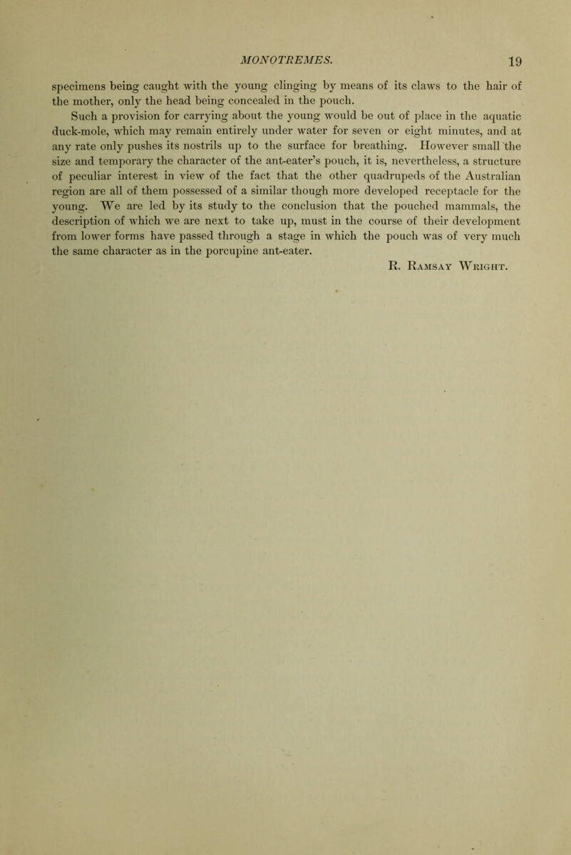 specimens being caught with the young clinging by means of its claws to the hair of the mother, only the head being concealed in the pouch. Such a provision for carrying about the young would be out of place in the aquatic duck-mole, which may remain entirely under water for seven or eight minutes, and at any rate only pushes its nostrils up to the surface for breathing. However small the size and temporary the character of the ant-eater’s pouch, it is, nevertheless, a structure of peculiar interest in view of the fact that the other quadrupeds of the Australian region are all of them possessed of a similar though more developed receptacle for the young. We are led by its study to the conclusion that the pouched mammals, the description of which we ai’e next to take up, must in the course of their development from lower forms have passed through a stage in which the pouch was of very much the same character as in the porcupine ant-eater. R. Ramsay Wright.