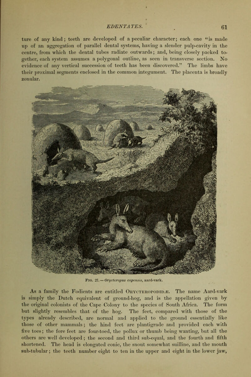 ture of any kind; teeth are developed of a peculiar character; each one “is made up of an aggregation of parallel dental systems, having a slender pulp-cavity in the centre, from which the dental tubes radiate outwards; and, being closely packed to- gether, each system assumes a polygonal outline, as seen in transverse section. No evidence of any vertical succession of teeth has been discovered.” The limbs have their proximal segments enclosed in the common integument. The placenta is broadly zonular. Fig. 27. — Orycteropus capensis, aard-vark. As a family the Fodients are entitled Orycteropodidje. The name Aard-vark is simply the Dutch equivalent of ground-hog, and is the appellation given by the original colonists of the Cape Colony to the species of South Africa. The form but slightly resembles that of the hog. The feet, compared with those of the types already described, are normal and applied to the ground essentially like those of other mammals; the hind feet are plantigrade and provided each with five toes; the fore feet are four-toed, the pollux or thumb being wanting, but all the others are well developed; the second and third sub-equal, and the fourth and fifth shortened. The head is elongated conic, the snout somewhat suilline, and the mouth sub-tubular; the teeth number eight to ten in the upper and eight in the lower jaw,