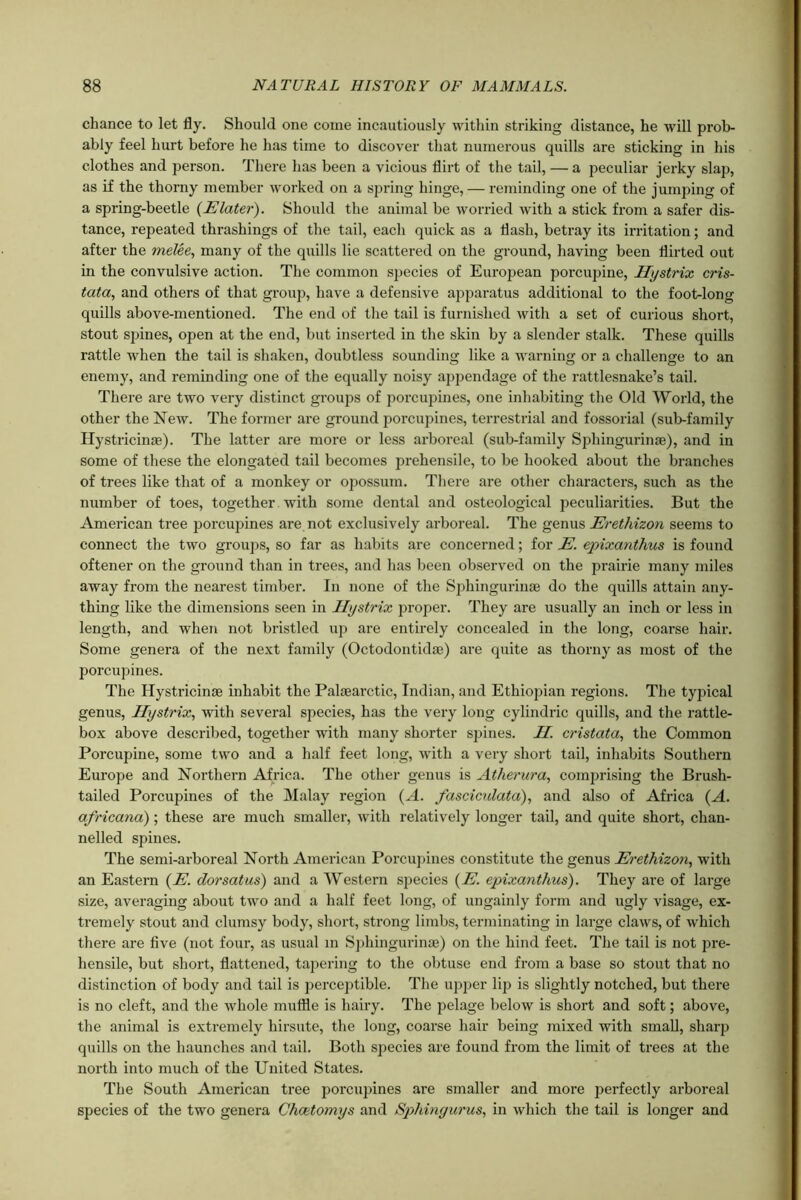 chance to let fly. Should one come incautiously within striking distance, he will prob- ably feel hurt before he has time to discover that numerous quills are sticking in his clothes and person. There has been a vicious flirt of the tail, — a peculiar jerky slap, as if the thorny member worked on a spring hinge, — reminding one of the jumping of a spring-beetle (Elater). Should the animal be worried with a stick from a safer dis- tance, repeated thrashings of the tail, each quick as a flash, betray its irritation; and after the melee, many of the quills lie scattered on the ground, having been flirted out in the convulsive action. The common species of European porcupine, Hystrix cris- tata, and others of that group, have a defensive apparatus additional to the foot-long quills above-mentioned. The end of the tail is furnished with a set of curious short, stout spines, open at the end, but inserted in the skin by a slender stalk. These quills rattle when the tail is shaken, doubtless sounding like a warning or a challenge to an enemy, and reminding one of the equally noisy appendage of the rattlesnake’s tail. There are two very distinct groups of porcupines, one inhabiting the Old World, the other the New. The former are ground porcupines, terrestrial and fossorial (sub-family Hystricinae). The latter are more or less arboreal (sub-family Spliingurinae), and in some of these the elongated tail becomes prehensile, to be hooked about the branches of trees like that of a monkey or opossum. There are other characters, such as the number of toes, together with some dental and osteological peculiarities. But the American tree porcupines are not exclusively arboreal. The genus Erethizon seems to connect the two groups, so far as habits are concerned; for E. epixanthus is found oftener on the ground than in trees, and has been observed on the prairie many miles away from the nearest timber. In none of the Sphingurinae do the quills attain any- thing like the dimensions seen in Hystrix proper. They are usually an inch or less in length, and when not bristled up are entirely concealed in the long, coarse hair. Some genera of the next family (Octodontidae) are quite as thorny as most of the porcupines. The Hystricinae inhabit the Palaearctic, Indian, and Ethiopian regions. The typical genus, Hystrix, with several species, has the very long cylindric quills, and the rattle- box above described, together with many shorter spines. II. cristata, the Common Porcupine, some two and a half feet long, with a very short tail, inhabits Southern Europe and Northern Africa. The other genus is Atherura, comprising the Brush- tailed Porcupines of the Malay region (A. fasciculated), and also of Africa (A. africana); these are much smaller, with relatively longer tail, and quite short, chan- nelled spines. The semi-arboreal North American Porcupines constitute the genus Erethizon, with an Eastern (E. dorsatus) and a Western species {E. epixanthus). They are of large size, averaging about two and a half feet long, of ungainly form and ugly visage, ex- tremely stout and clumsy body, short, strong limbs, terminating in large claws, of which there are five (not four, as usual in Sphingurinse) on the hind feet. The tail is not pre- hensile, but short, flattened, tapering to the obtuse end from a base so stout that no distinction of body and tail is perceptible. The upper lip is slightly notched, but there is no cleft, and the whole muffle is hairy. The pelage below is short and soft; above, the animal is extremely hirsute, the long, coarse hair being mixed with small, sharp quills on the haunches and tail. Both species are found from the limit of trees at the north into much of the United States. The South American tree porcupines are smaller and more perfectly arboreal species of the two genera Chcetomys and Sphinyurus, in which the tail is longer and